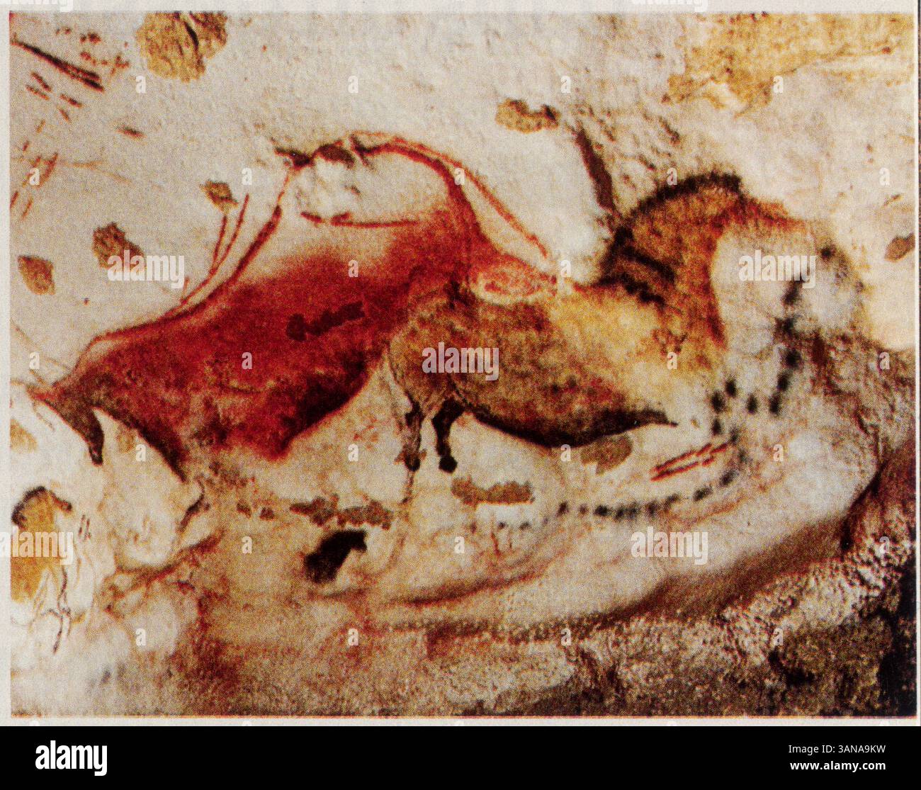 Vache rouge et cheval,grotte de Lascaux,France,19000 ans Stock Photo ...