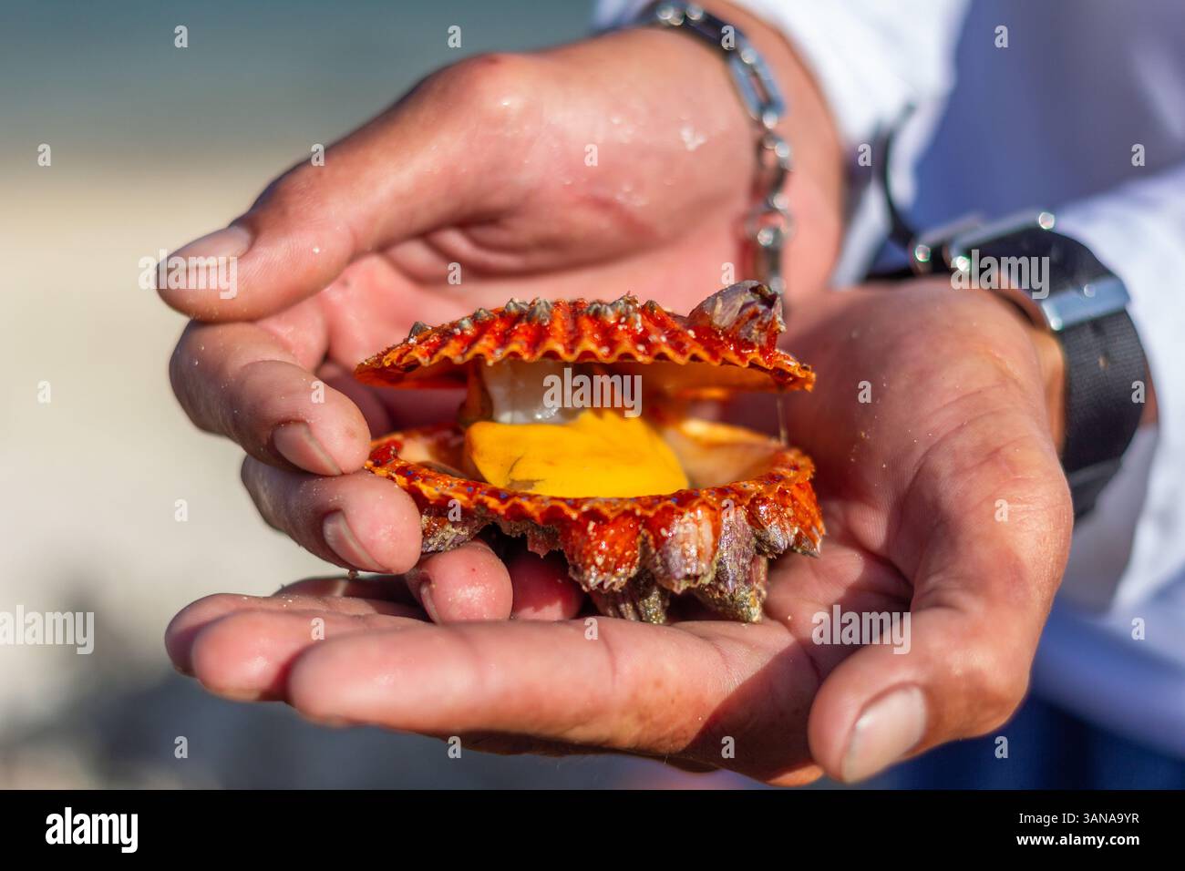 A hand holds a live scallop shell freshly harvested from the waters of Isla Gigantes, Philippines—known for its rich marine life and seafood Stock Photo