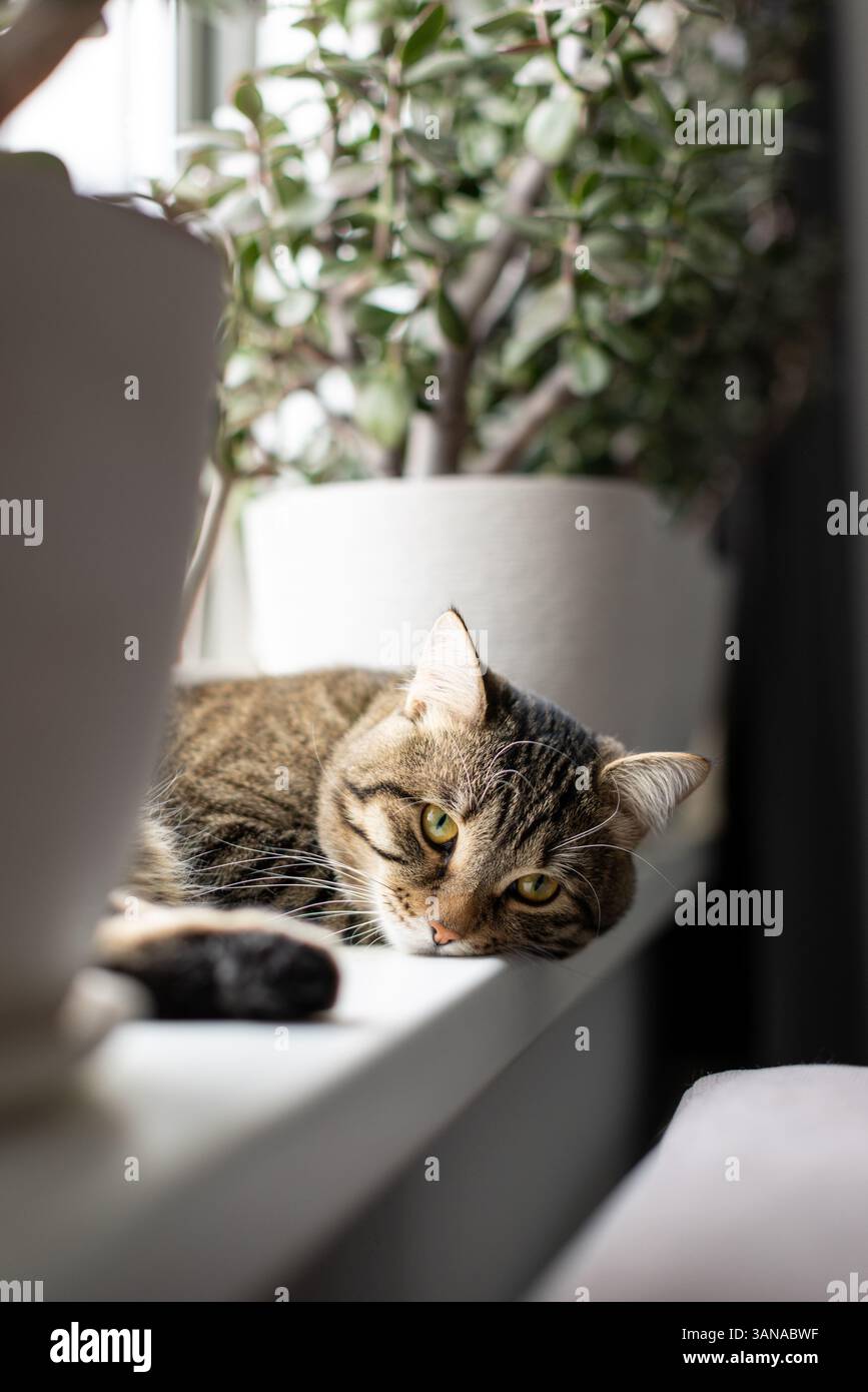 The cat is lying on the windowsill Stock Photo