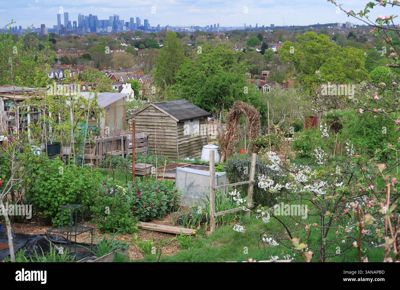 Rosendale Allotments in Tulse Hill, London, UK. A huge, 18 acre allotment with views over London. Part of the Dulwich Estate. Canary Wharf on horizon. Stock Photo