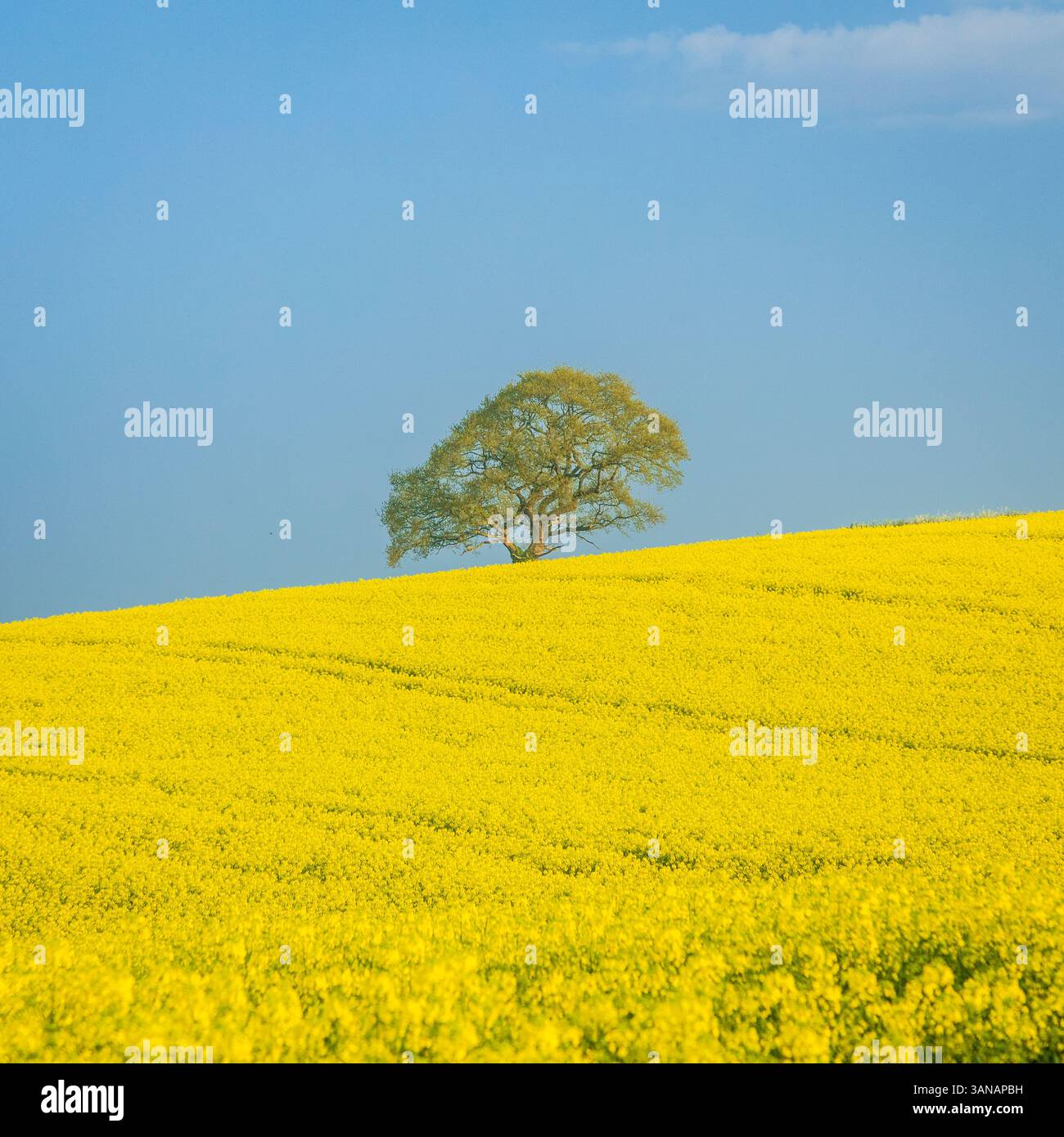 April Rapeseed fields near Crowhurst on the high weald in east Sussex south east England UK Stock Photo