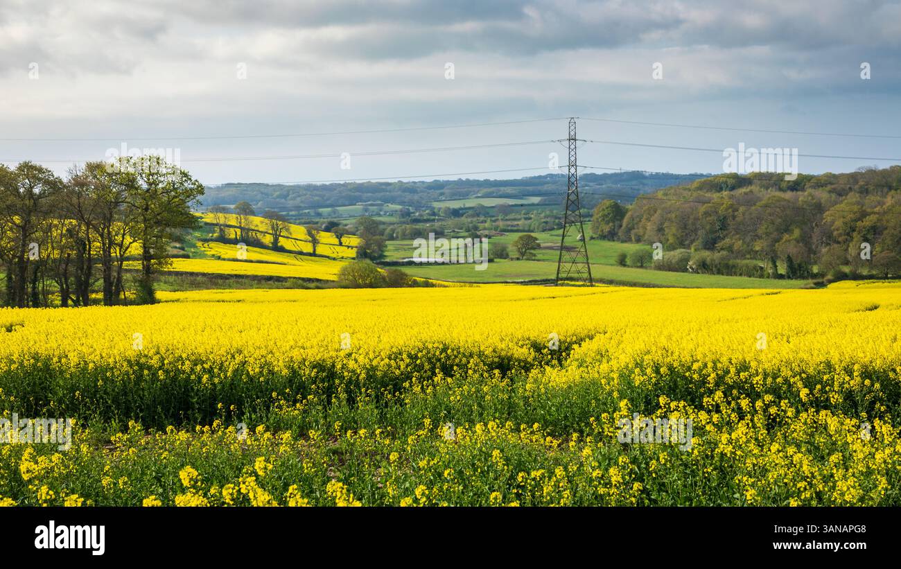 April Rapeseed fields near Crowhurst on the high weald in east Sussex south east England UK Stock Photo