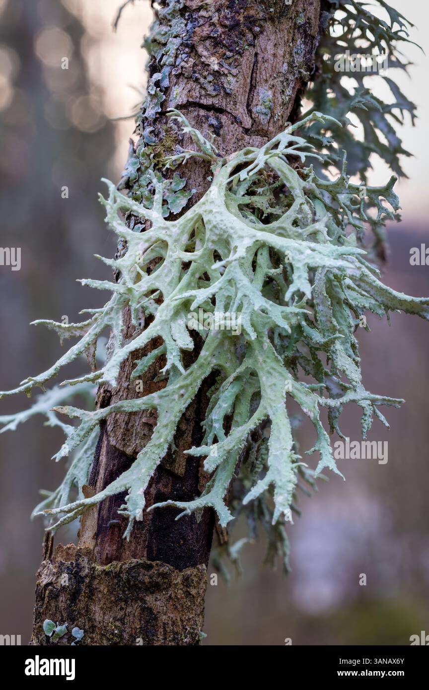 Oakmoss hangign on a tree trunk Stock Photo