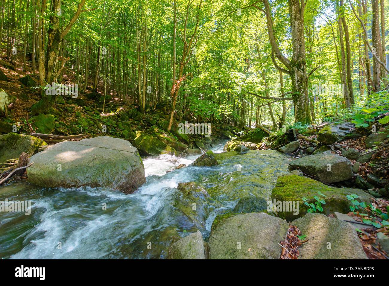 landscape with river in the beech forest. wild water stream among mossy rocks on a sunny day Stock Photo