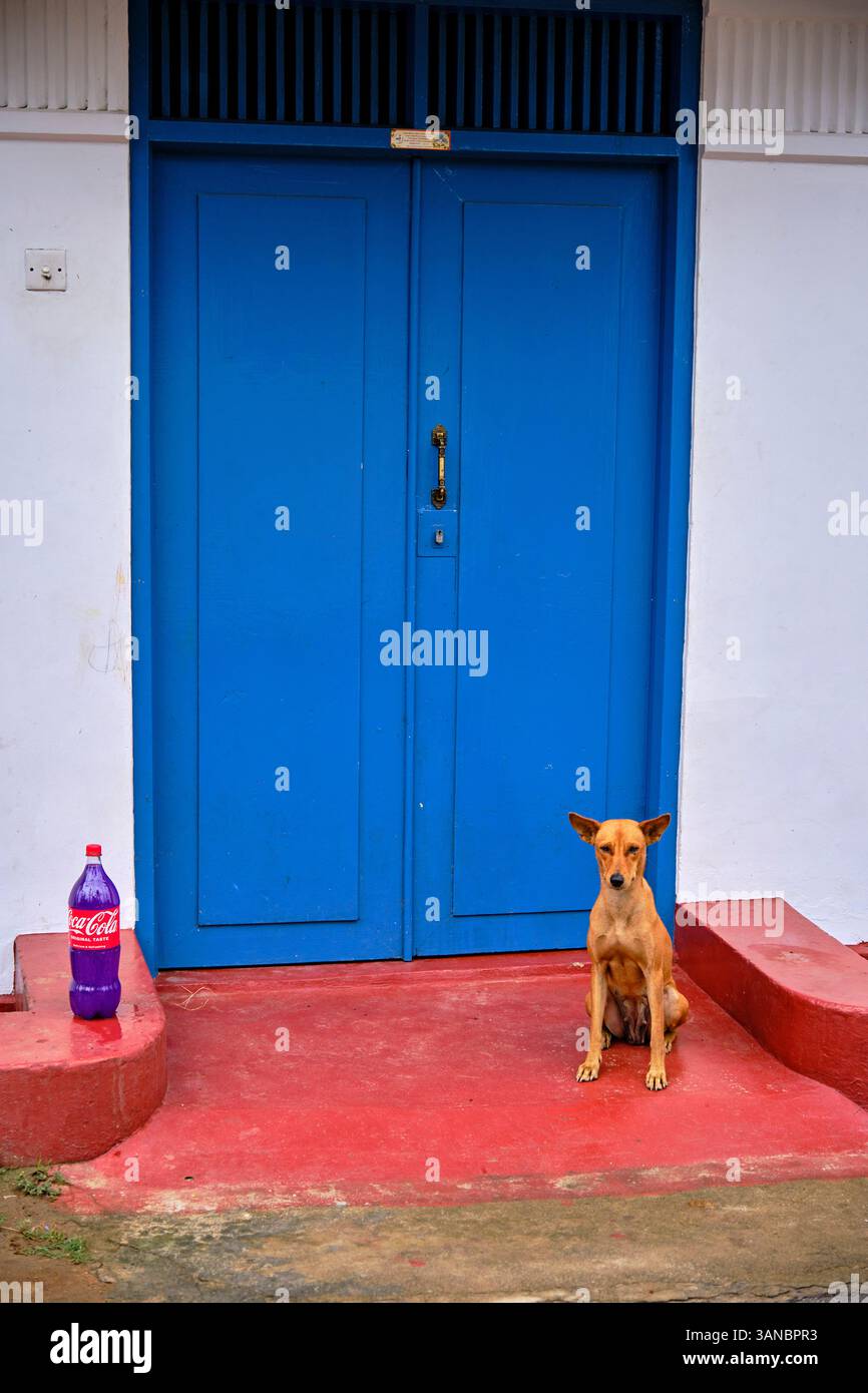 Sri Lanka, Northern Province, Jaffna, Catholic fishing district, dog in front of the door of his house Stock Photo