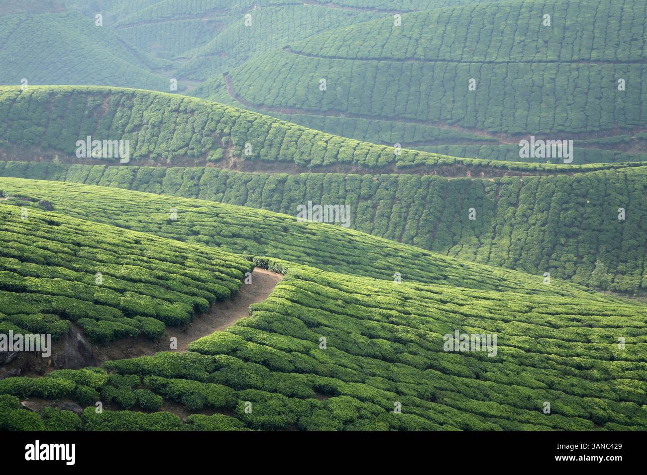 Aerial view of Tea plants Latin name Camellia sinensis fresh foliage ...