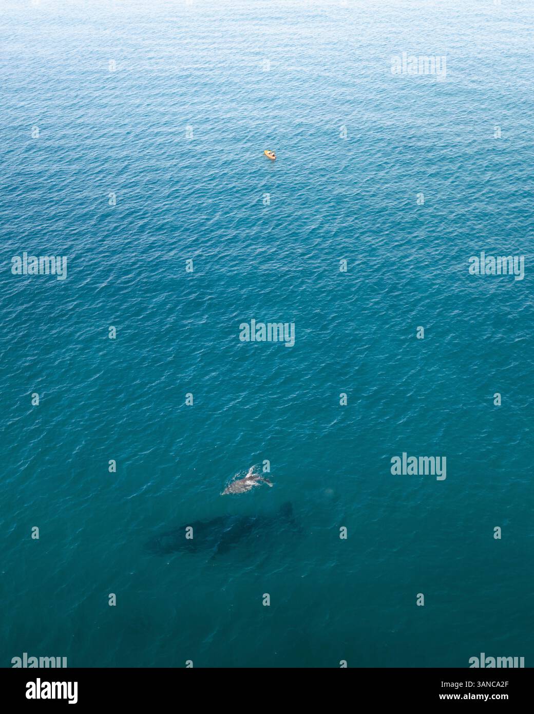 Aerial view of humpback whales swimming in the clear blue ocean near ...