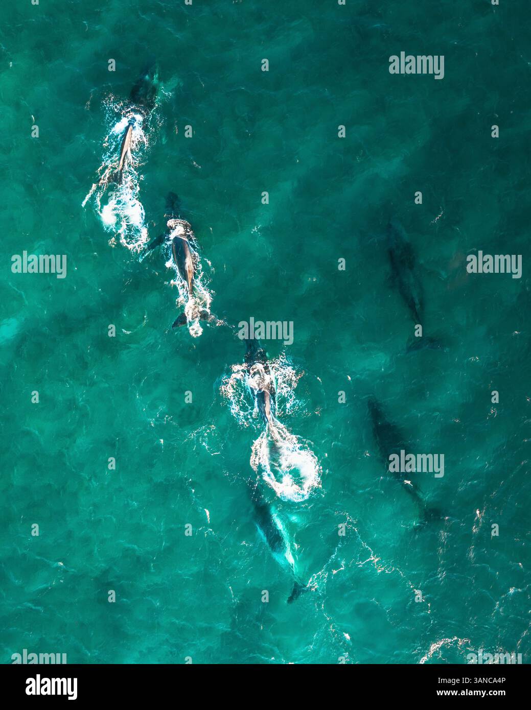 Aerial view of humpback whales swimming in the ocean near Ningaloo Reef ...