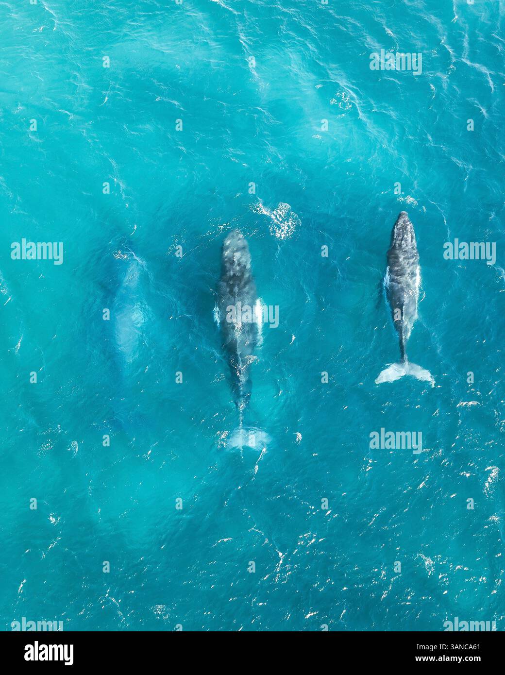 Aerial view of humpback whales swimming in the tranquil ocean, Cape ...