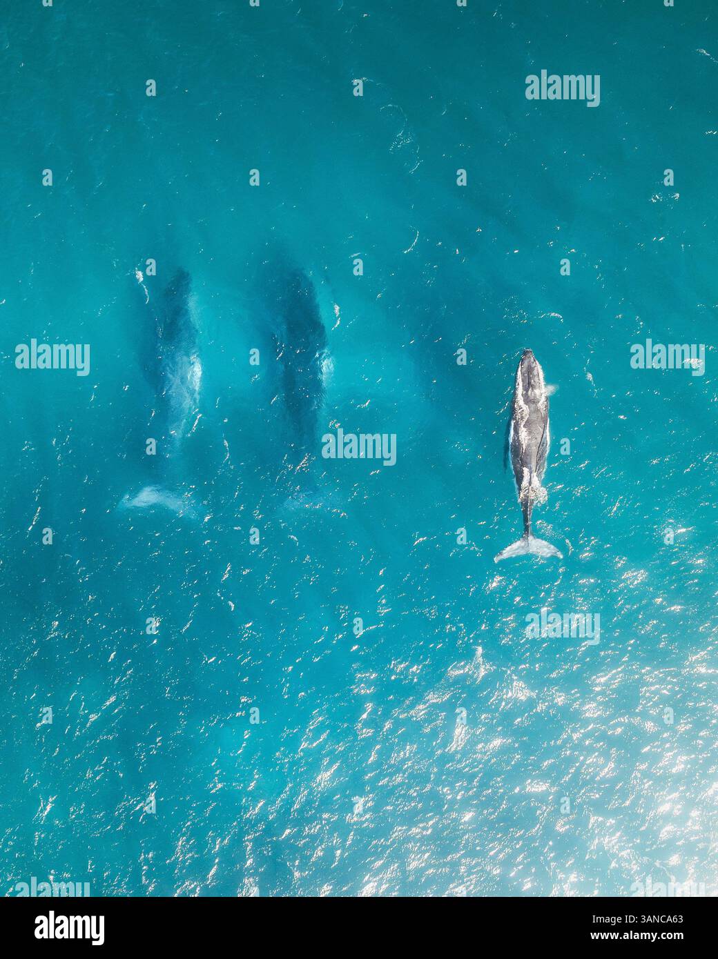 Aerial view of humpback whales swimming in the pristine ocean at ...
