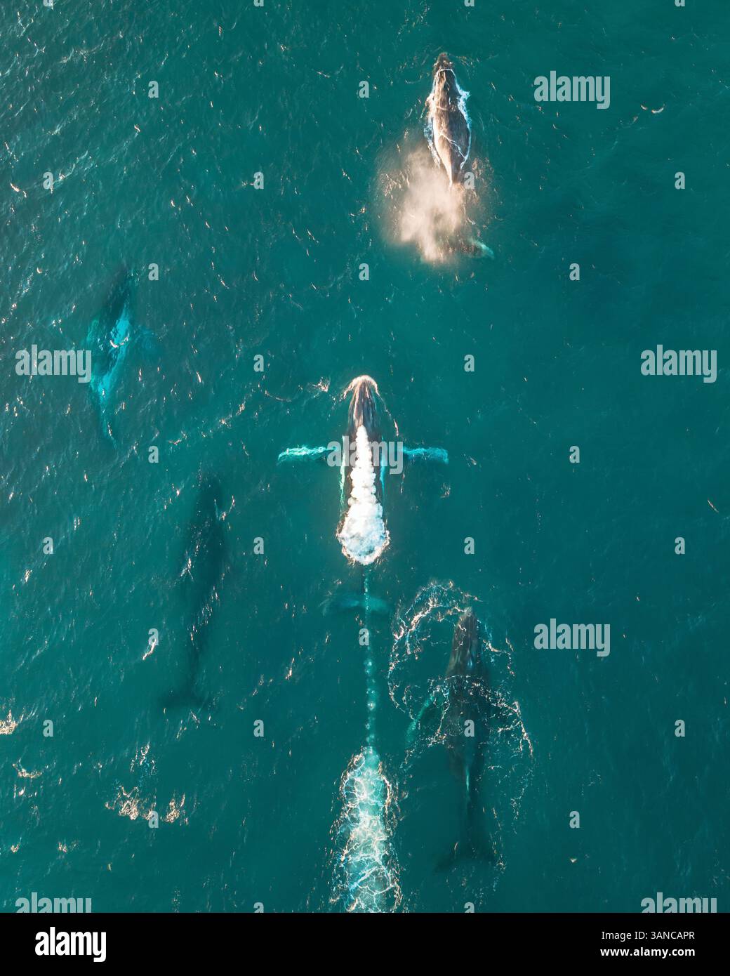 Aerial view of humpback whales swimming in the beautiful blue ocean ...