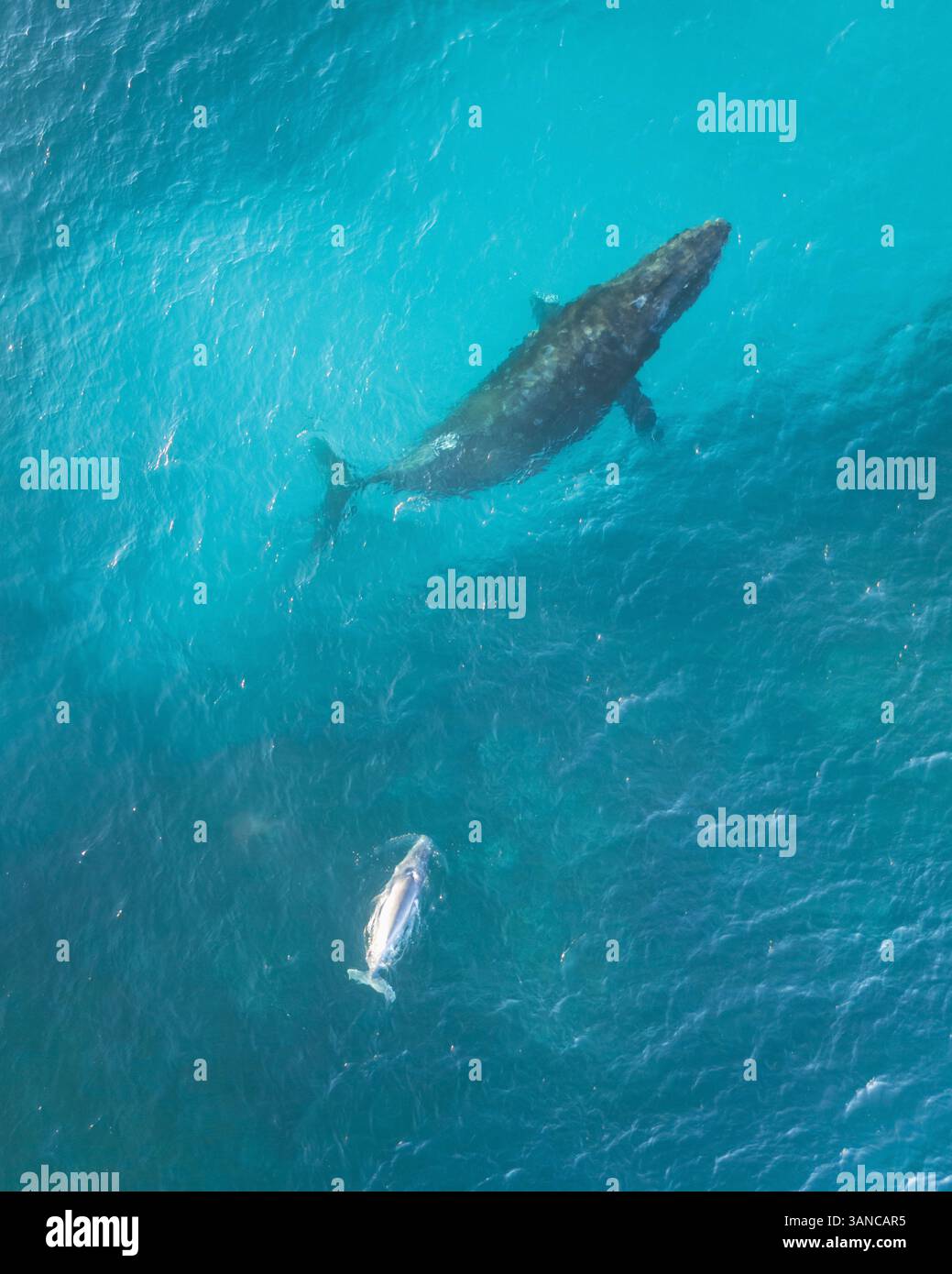 Aerial view of humpback whales swimming in the blue ocean, Sandy Bay ...