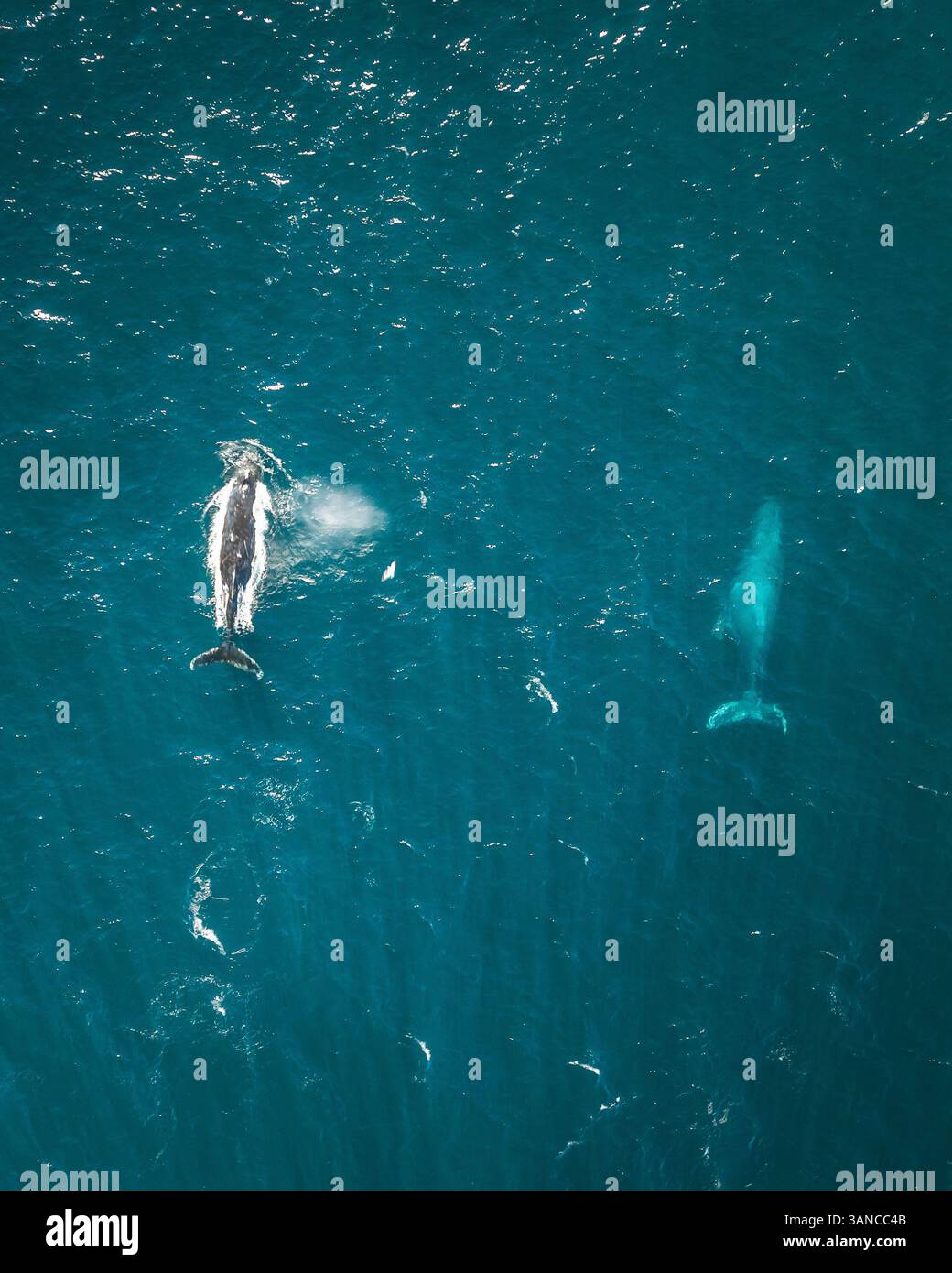Aerial view of humpback whales swimming in the beautiful blue ocean ...