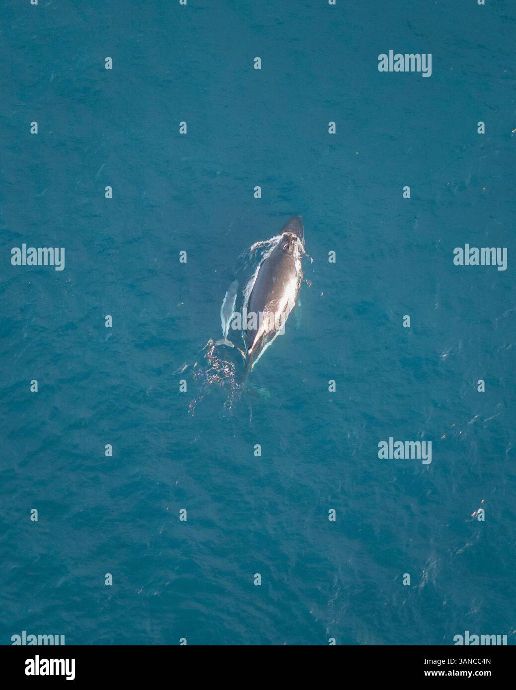 Aerial view of humpback whales swimming in the blue ocean, North Bondi ...