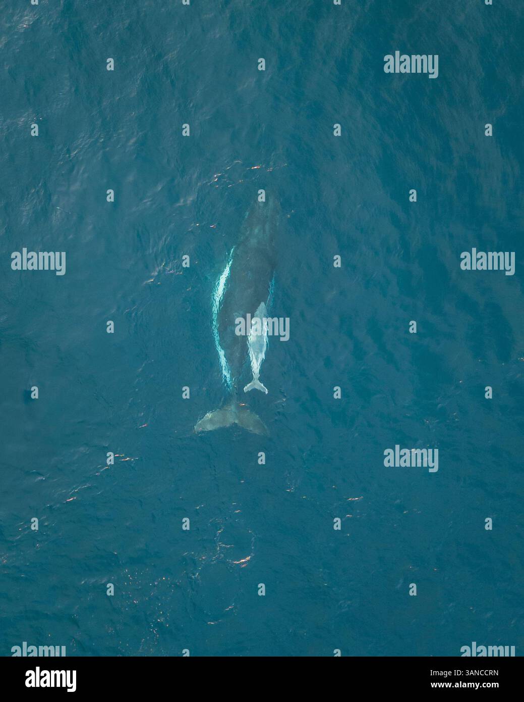 Aerial view of humpback whales swimming in the blue ocean, North Bondi ...