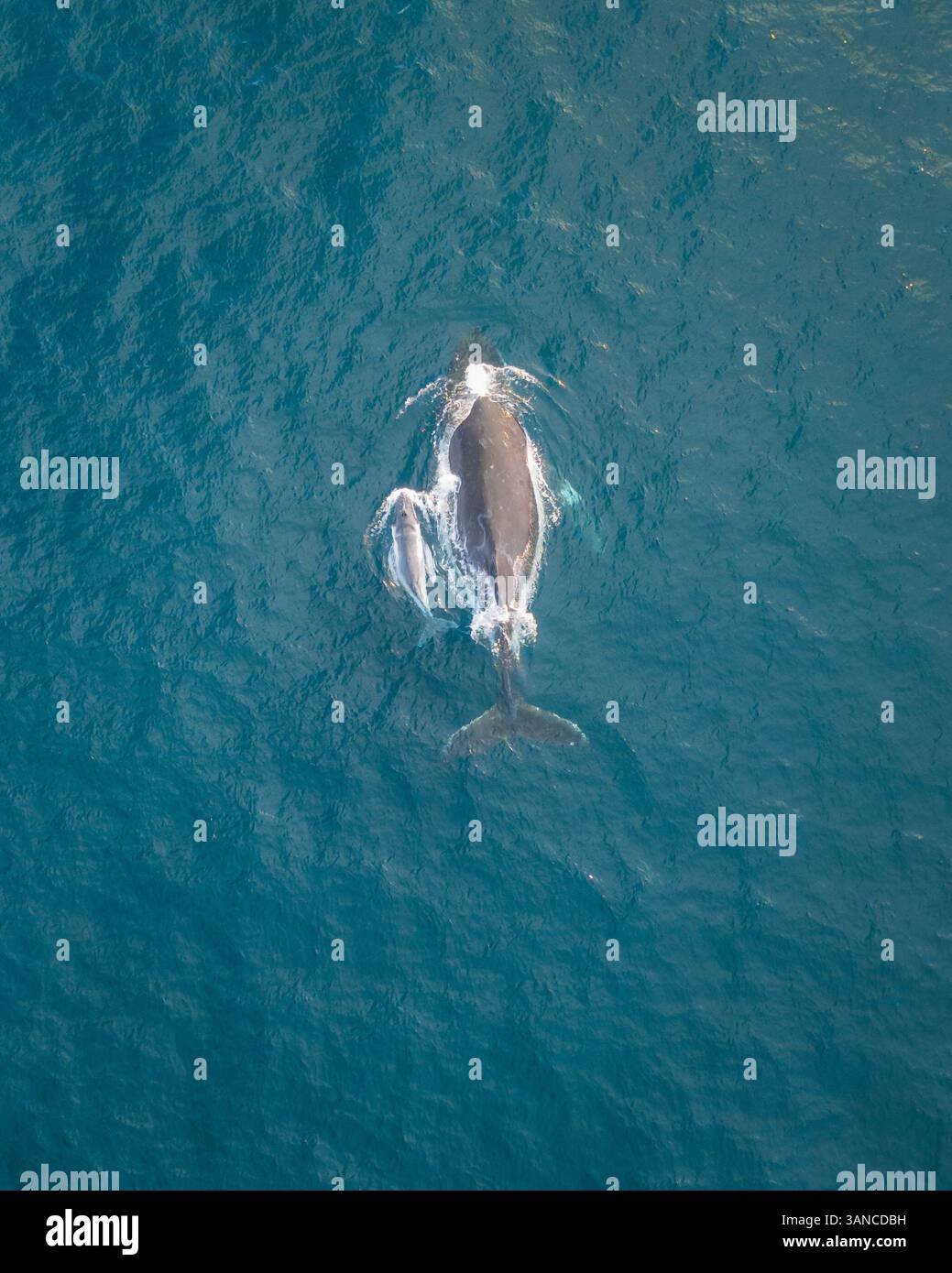 Aerial view of humpback whales swimming in the serene ocean, North ...
