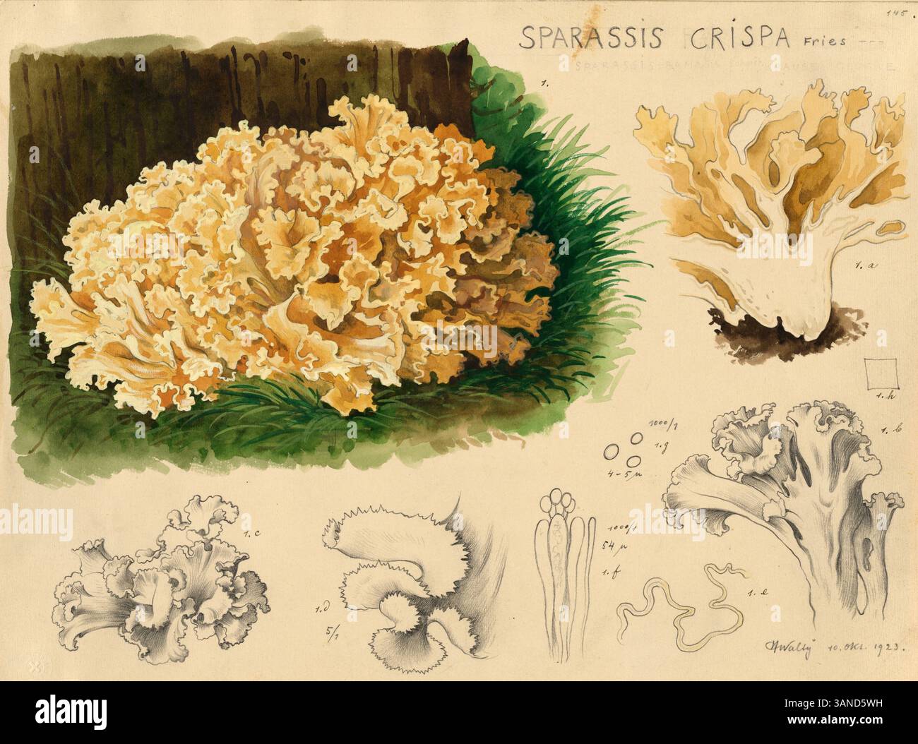 Pilz, Pilze, Krause Glucke oder Fette Henne, Sparassis crispa ...