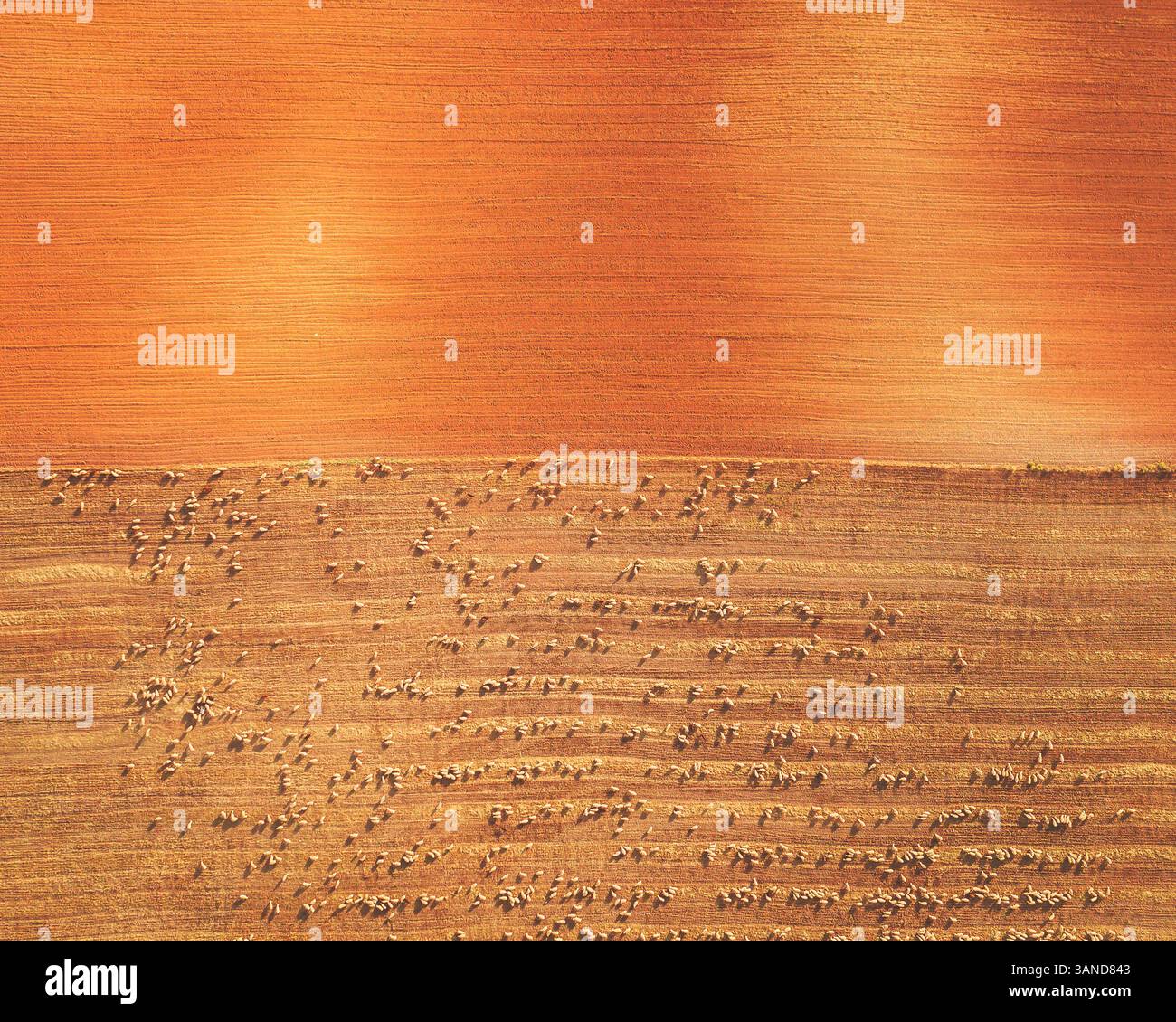 Aerial view of a sheep herd, Bardenas Reales, Spain Stock Photo - Alamy
