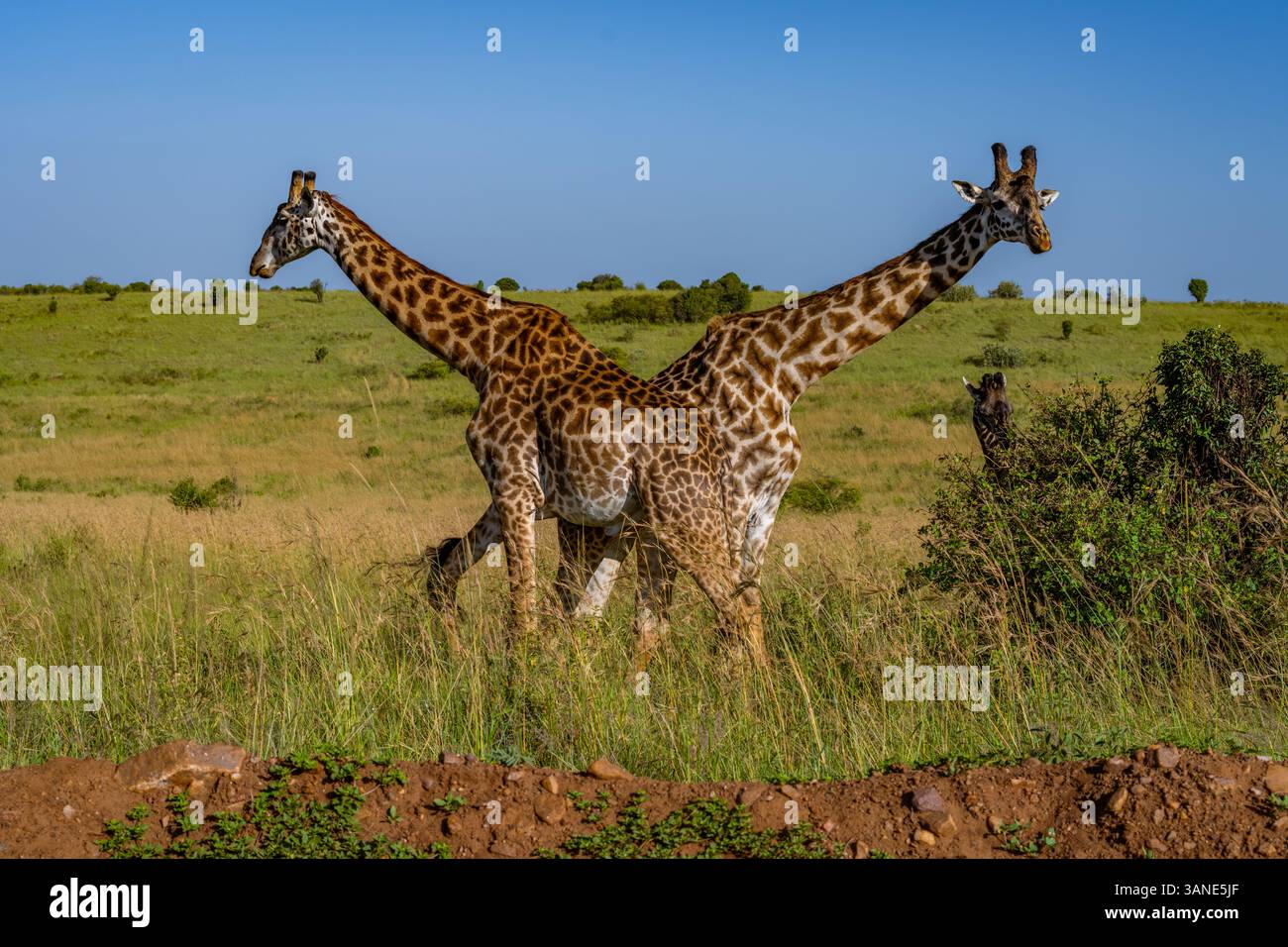 Two giraffes long necks hi-res stock photography and images - Alamy
