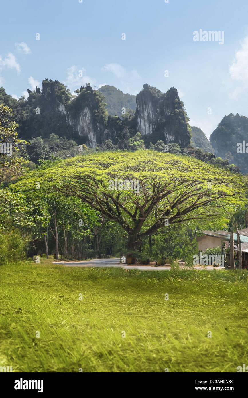 A beautiful large green tree Samanea saman against the backdrop of ...