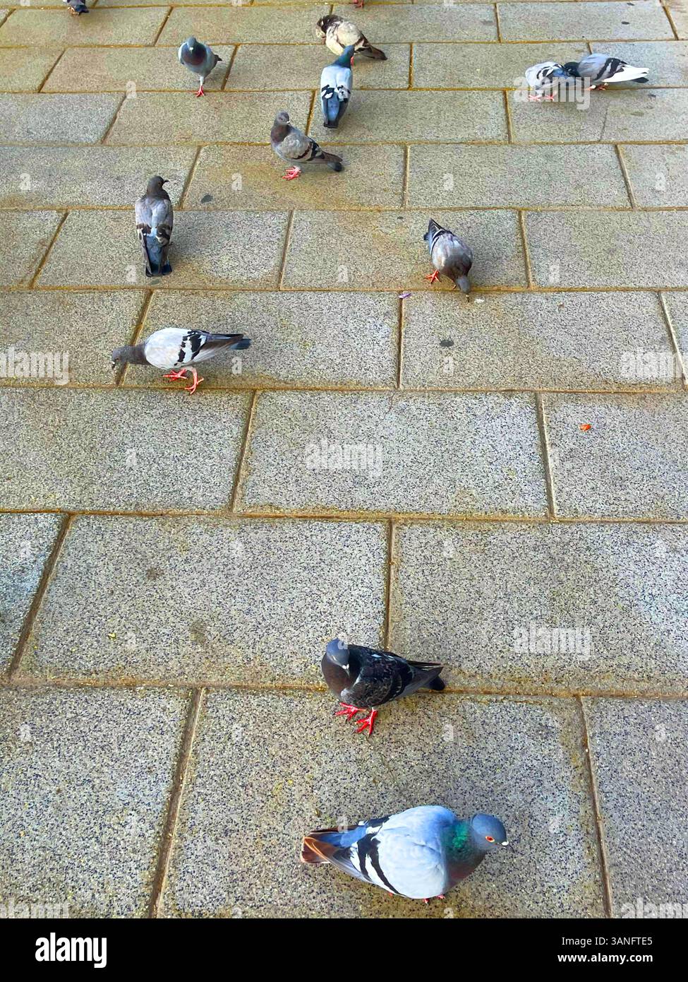 Pigeons on pavement. Stock Photo