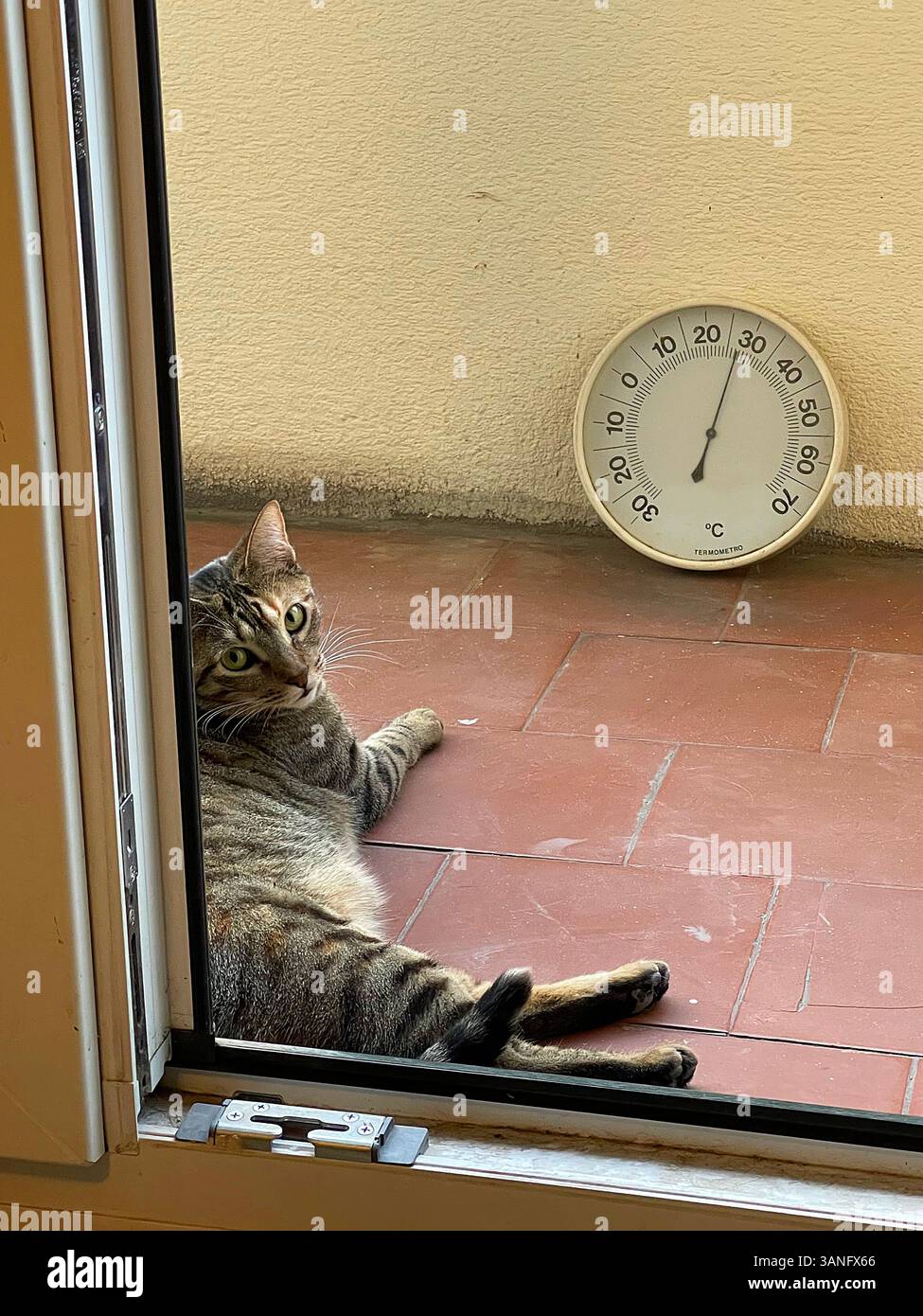 Tabby cat lying by a door. - Smartphone Captured Stock Image