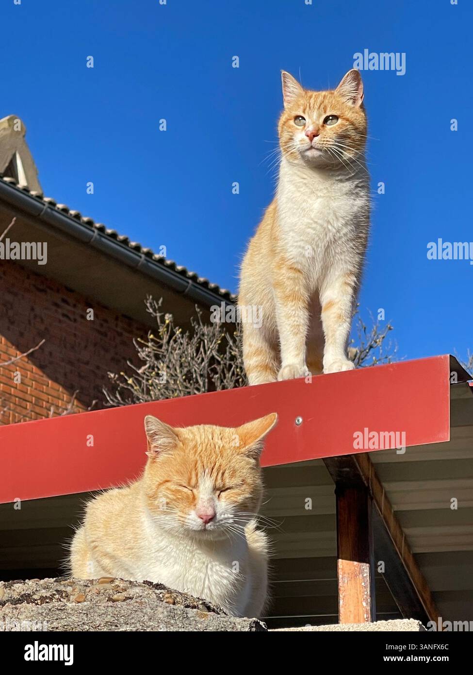 Two stray cats sunbathing. - Smartphone Captured Stock Image