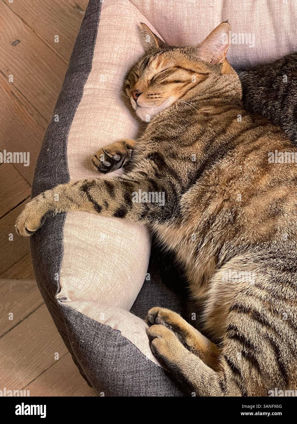 Tabby cat sleeping in her bed. - Smartphone Captured Stock Image