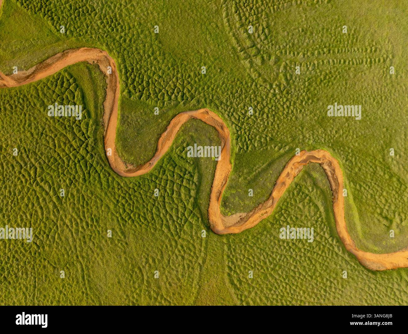 Aerial view of a beautiful serpentine yellow river with winding curves ...