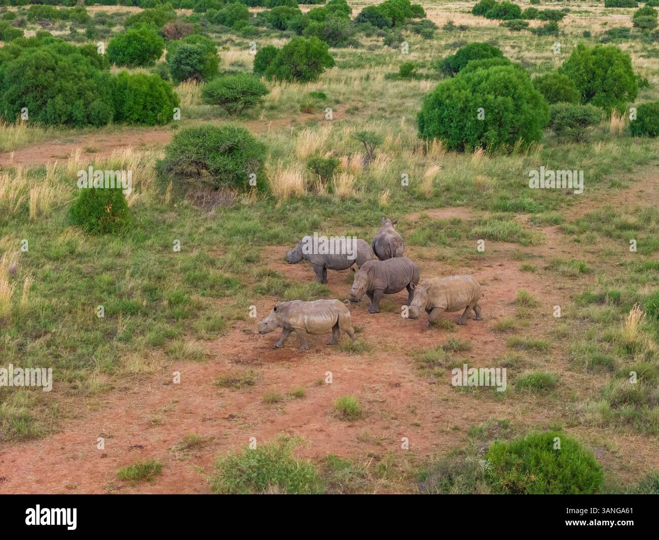 Aerial view of rhinos grazing in Mahikeng Game Reserve, Mafikeng NU ...