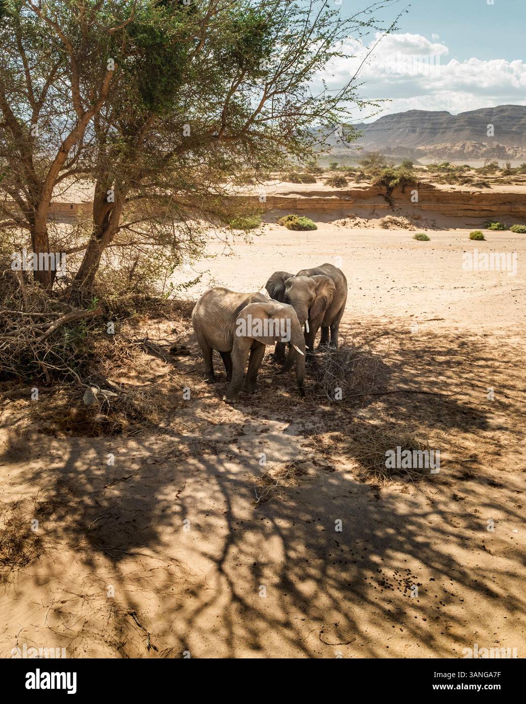 Aerial view of Elephants in desert landscape, Kunene Region, Namibia ...