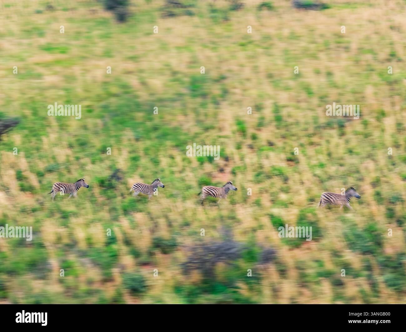Aerial view of Zebra in grassy field at Mahikeng Game Reserve, Mafikeng ...