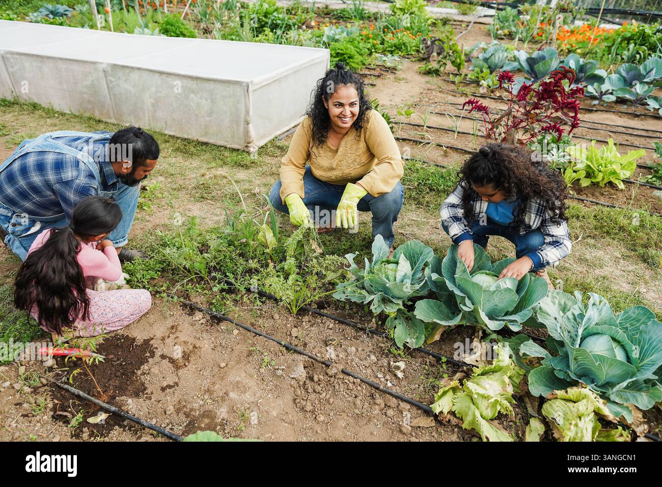 Indian family picking up organic vegetables from house garden outdoor ...