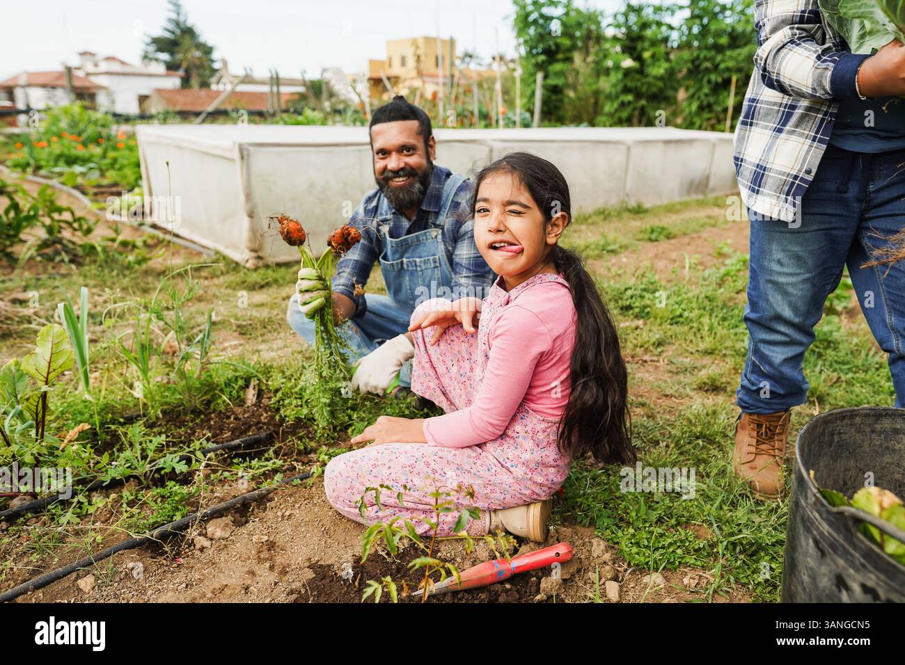 Indian family picking up organic carrots from organic vegetables garden ...