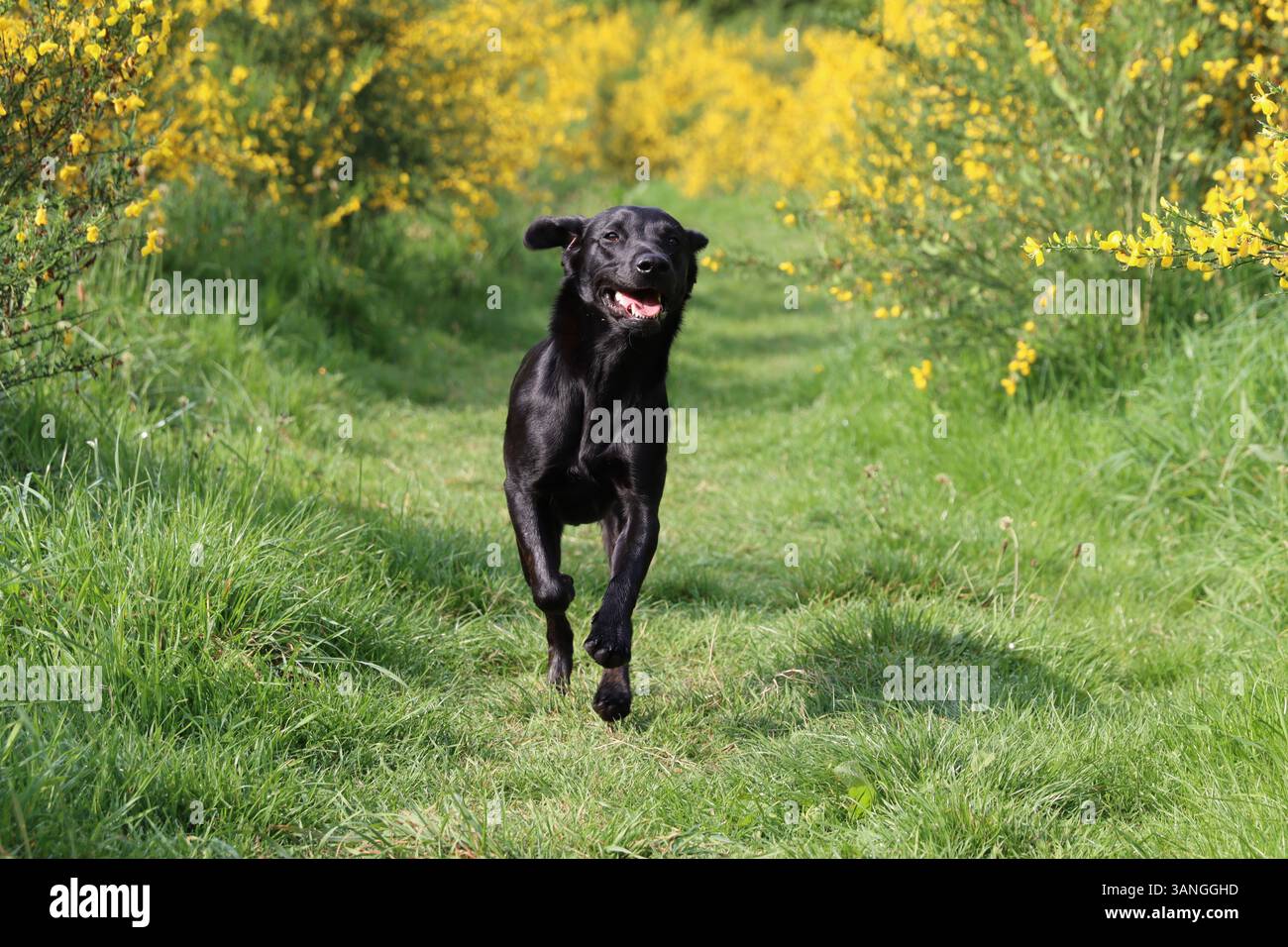 Black Labrador running on grass through gorse. Stock Photo