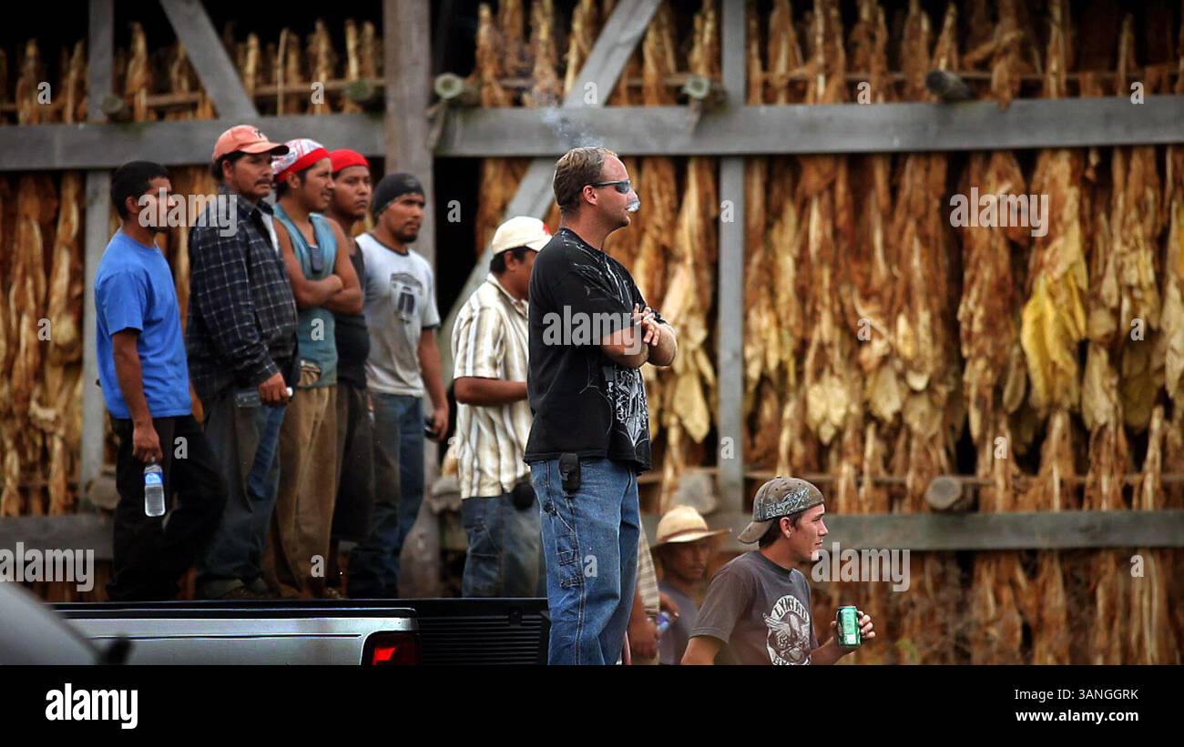 garrard county tobacco cutting contest Kentucky tobacco barns hi-res stock photography and images