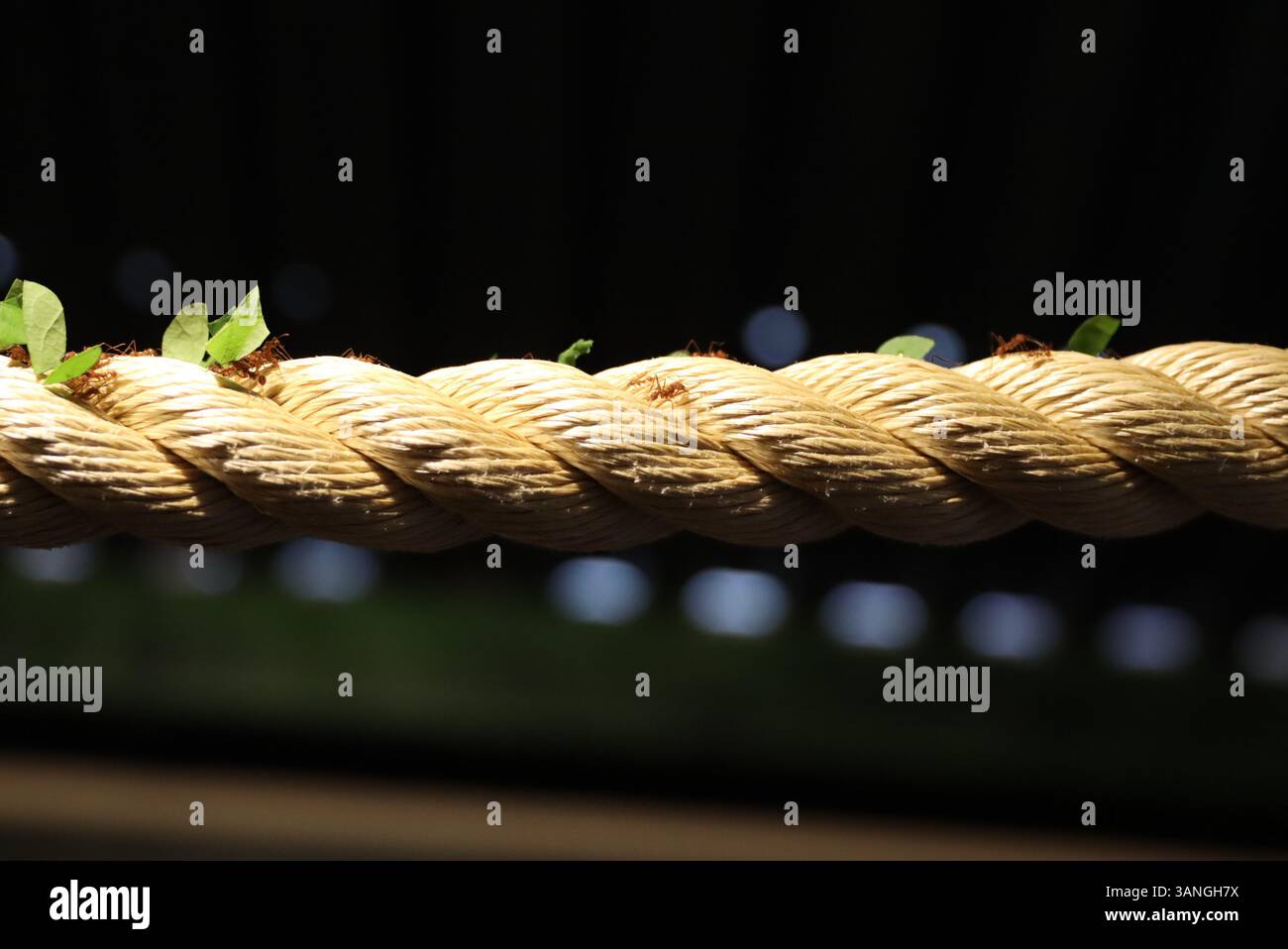 Ants carrying leaves on a rope. Stock Photo