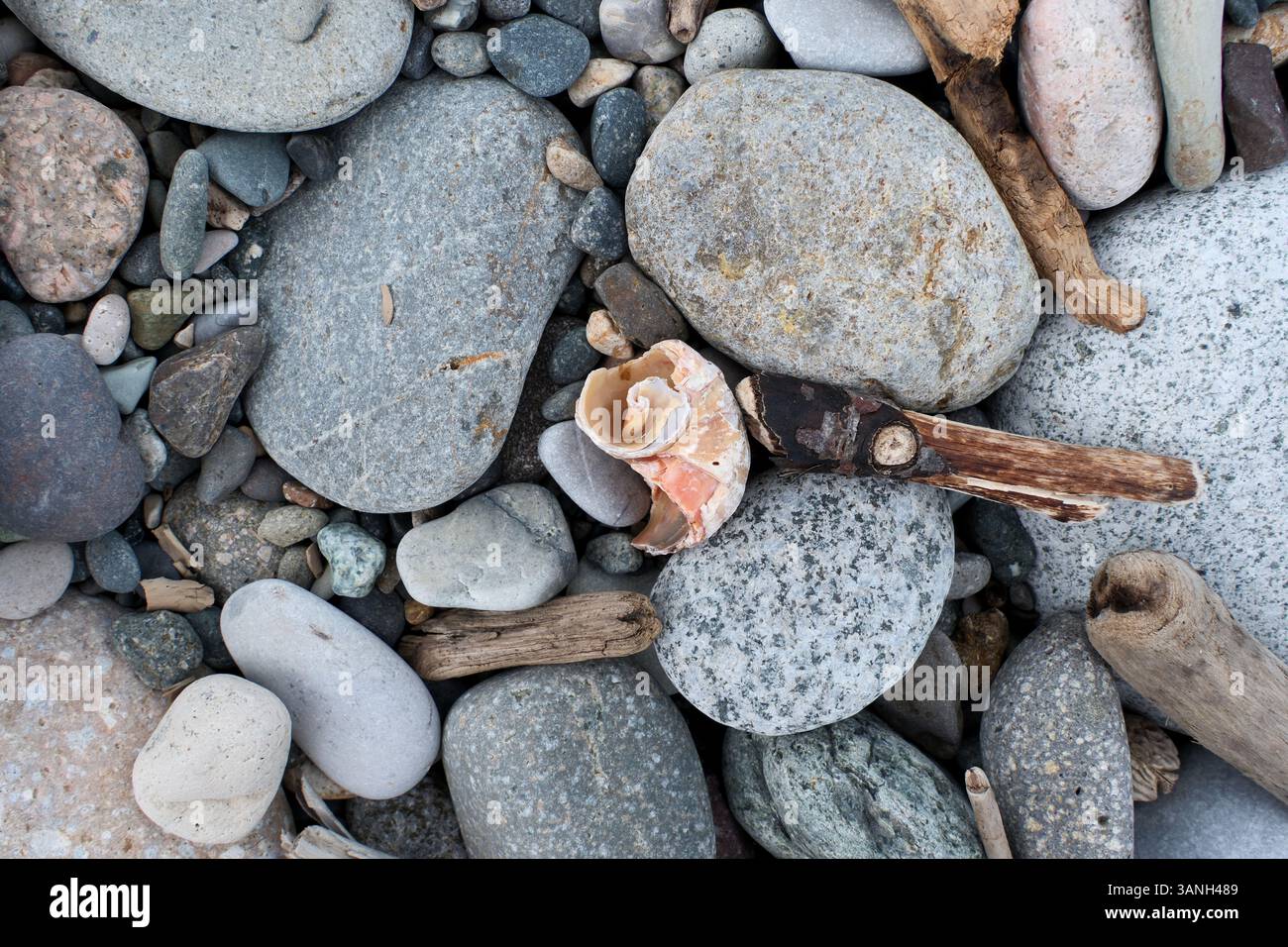 Seashell and pebbles on a beach, close up. Nature background Stock ...