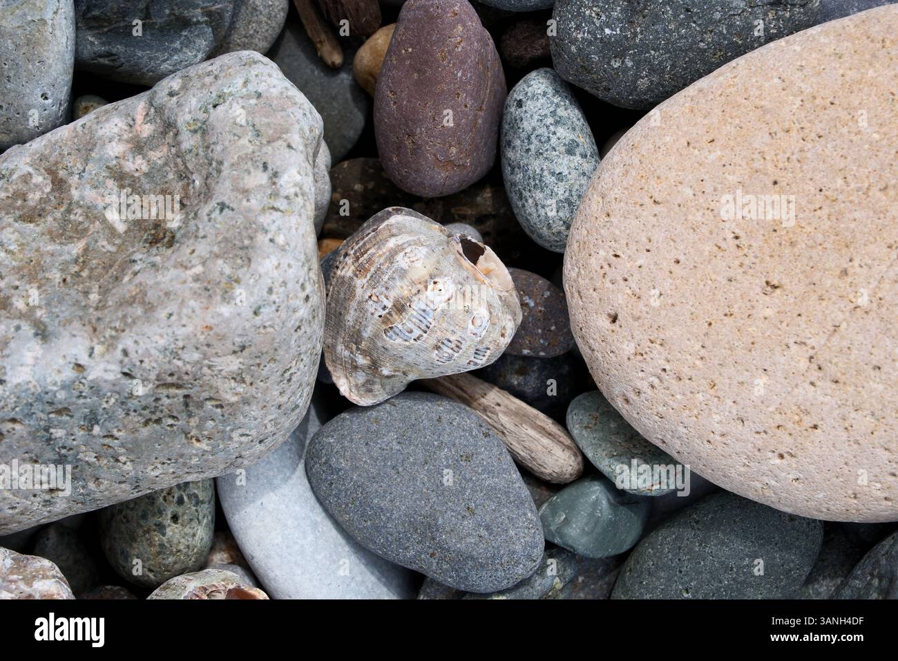 Seashell and pebbles on a beach, close up. Nature background Stock ...