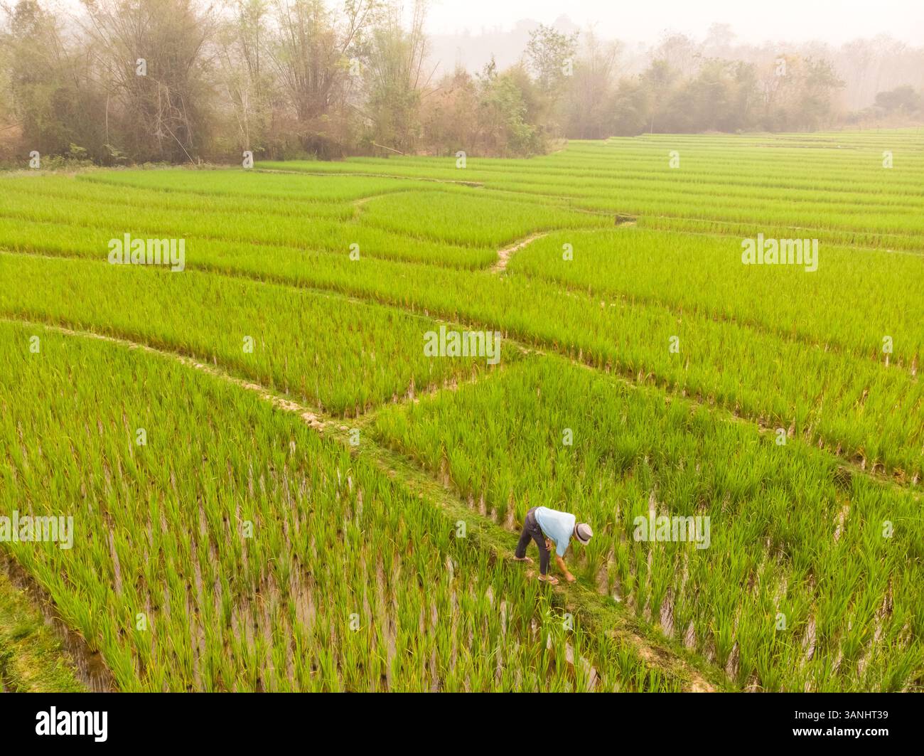 Aerial view of Luang Prabang paddy rice fields, Laos Stock Photo - Alamy