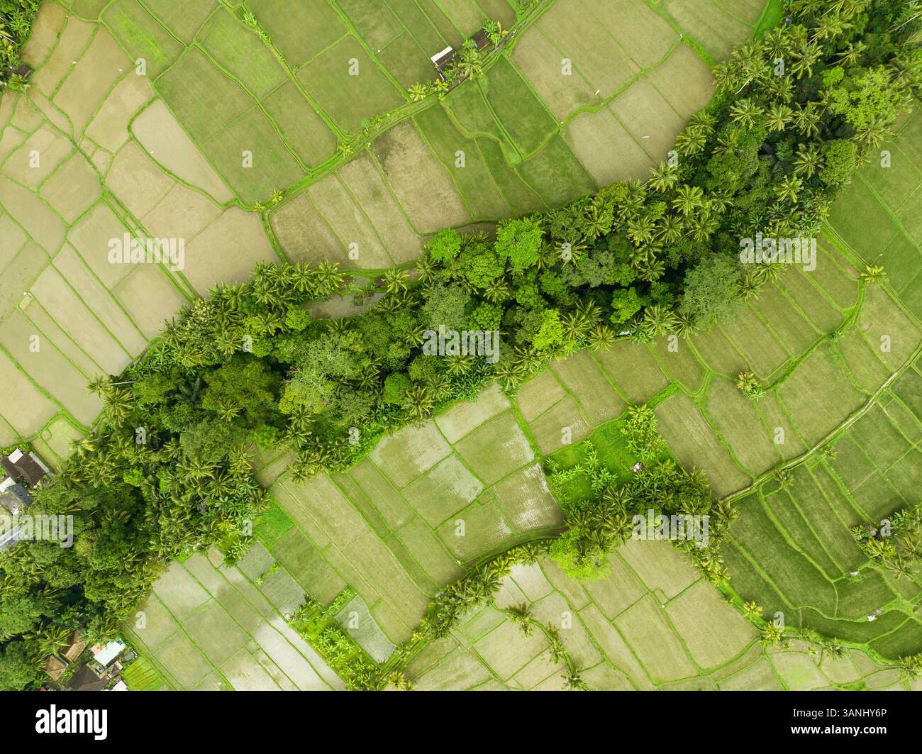 Aerial View of rice fields near Ubud, Bali Indonesia Stock Photo - Alamy