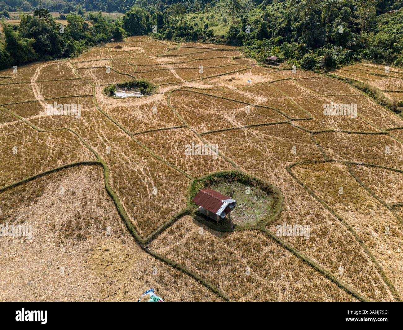 Aerial view of lush rice fields and farmland in a serene rural ...