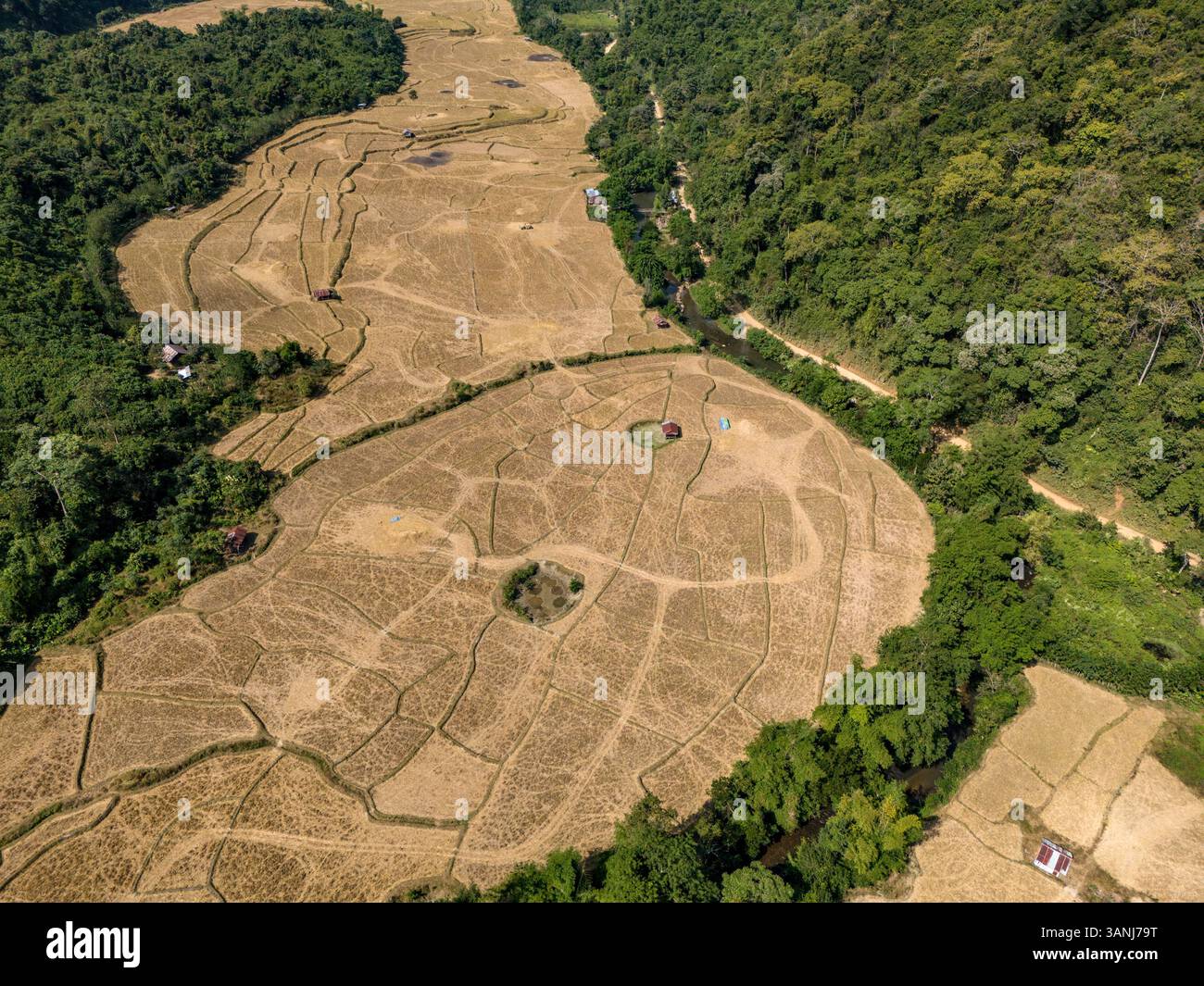 Aerial view of lush rice fields and tranquil hills surrounded by forest ...