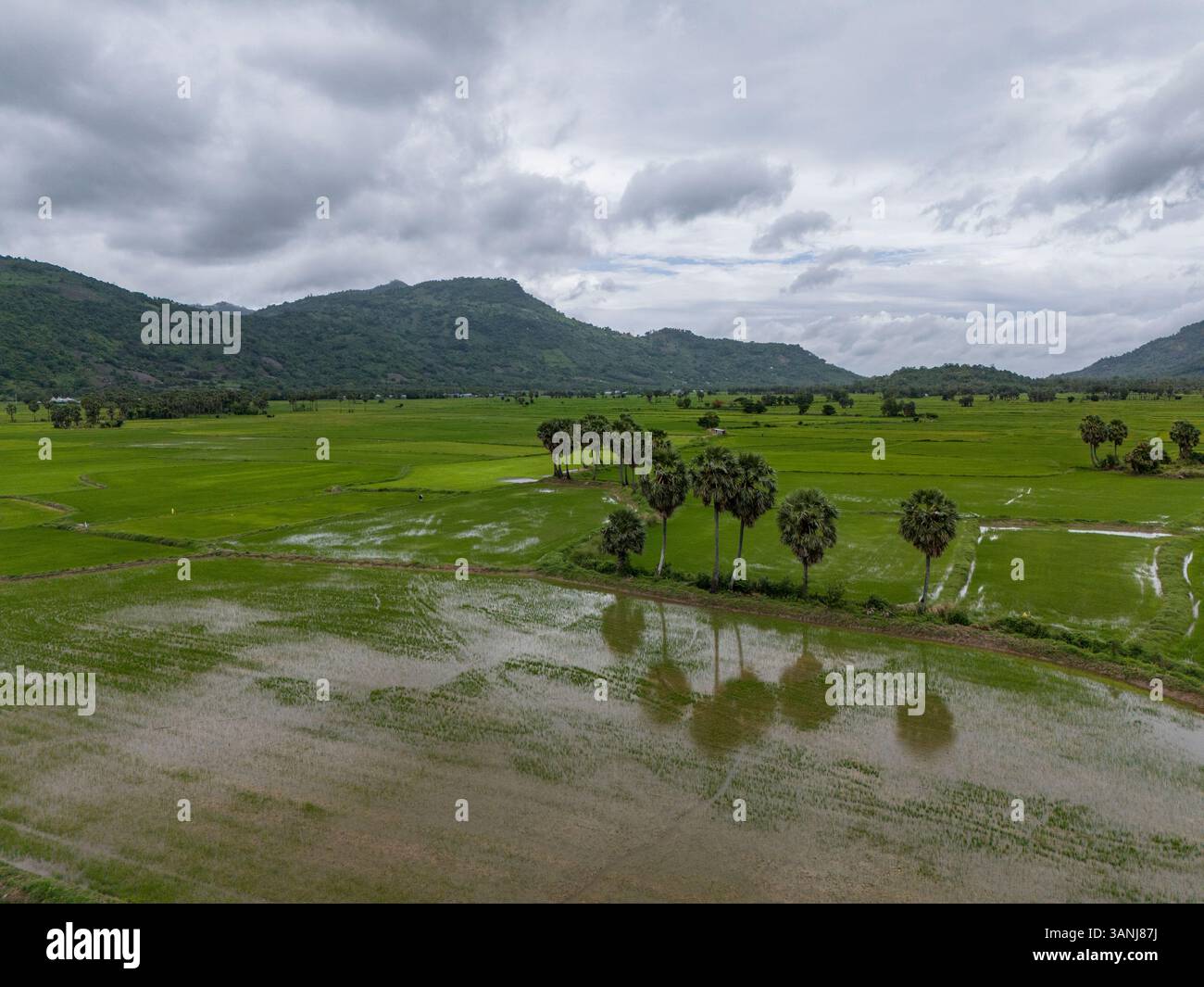 Aerial view of lush rice paddies and tranquil water reflecting palm ...