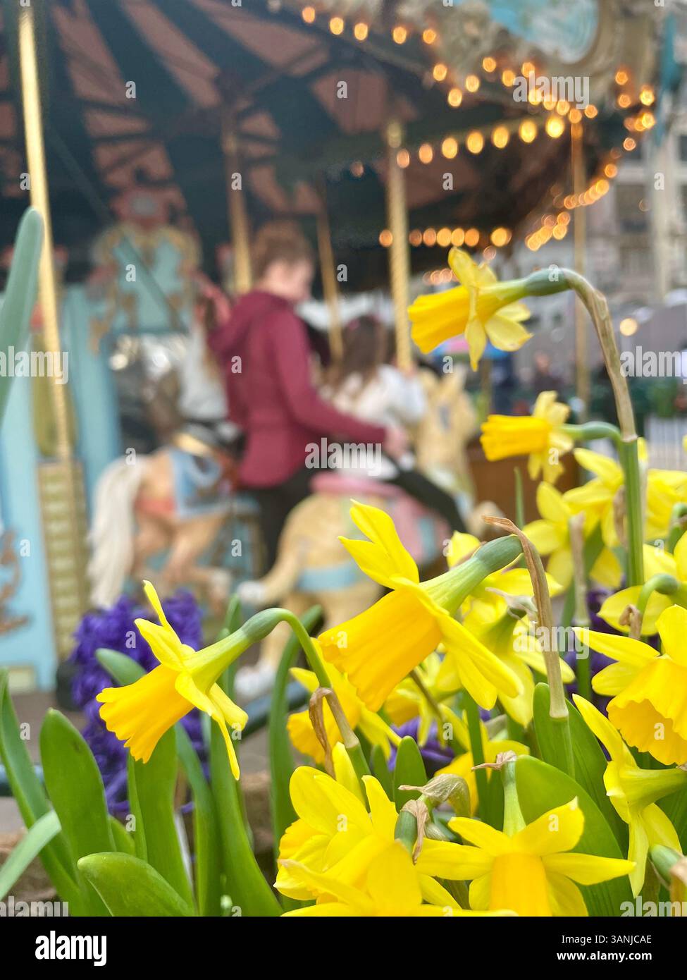 Daffodils bloom in Bryant Park at Le Carrousel merry-go-round, 2025, springtime, New York City, USA - Smartphone Captured Stock Image