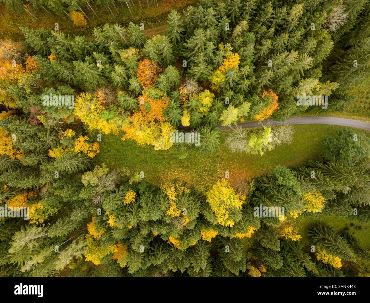 Aerial view of the forests in fall near Graz with a road cutting ...