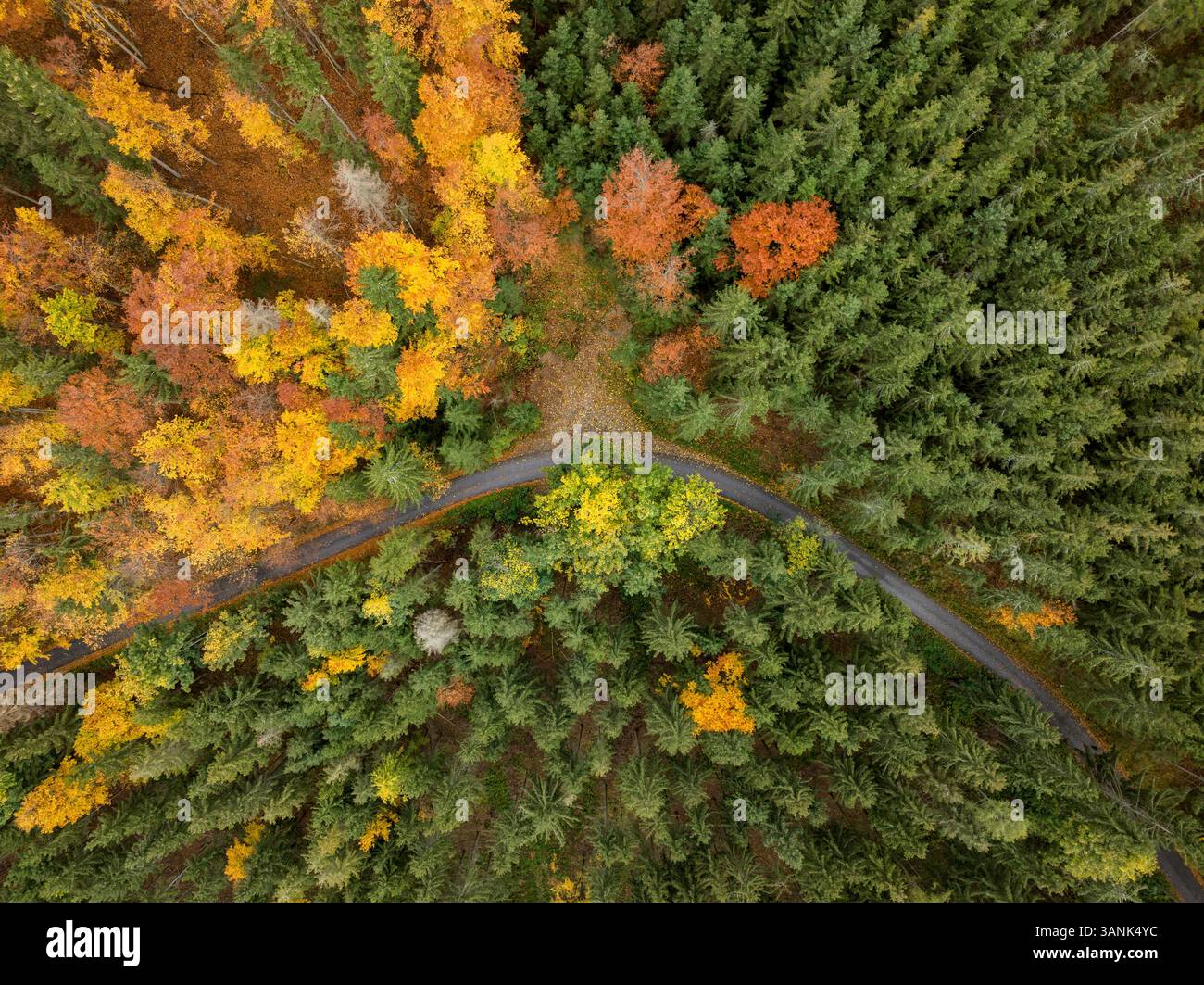 Aerial view of the forests in fall near Graz with a curved paved road ...