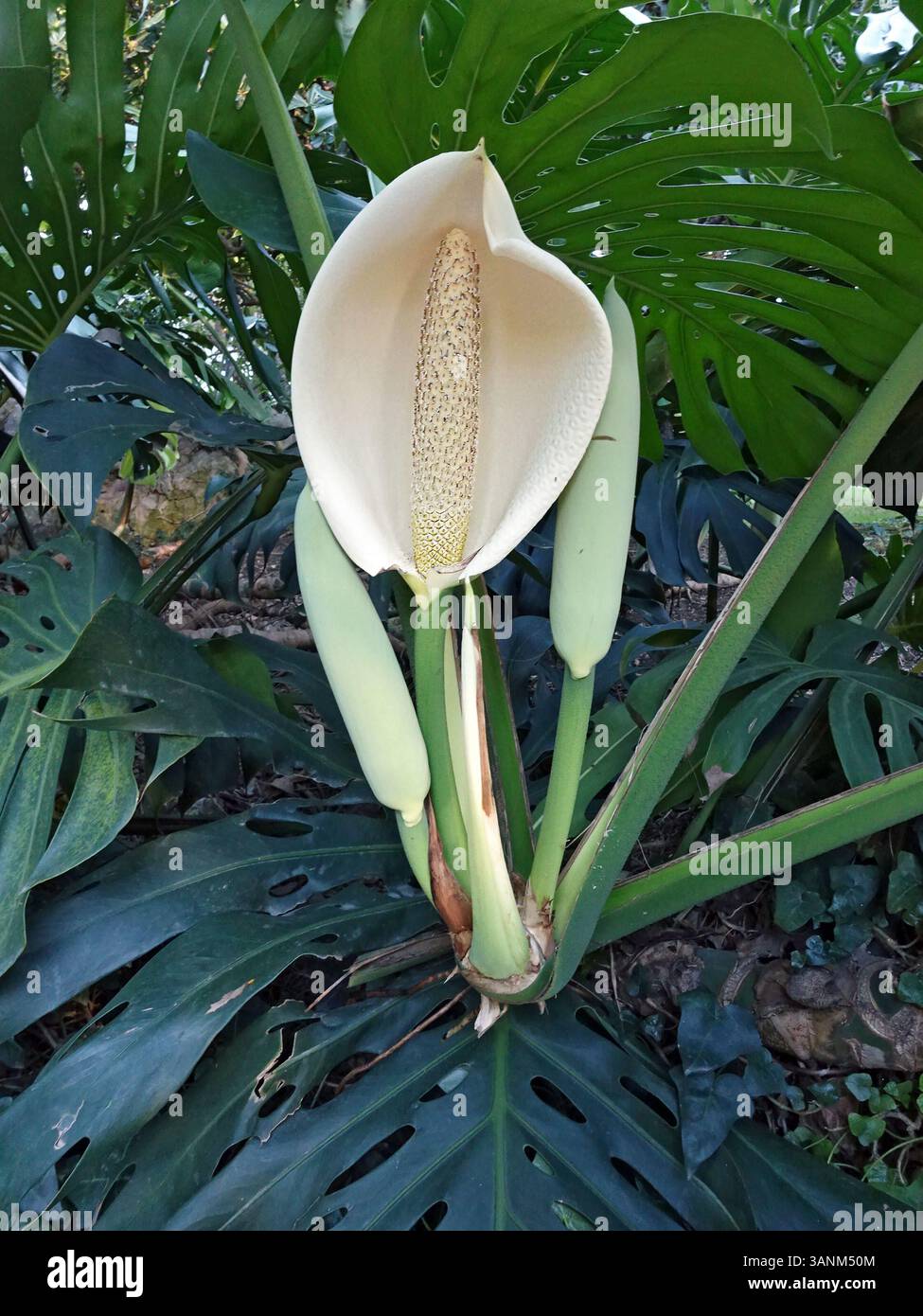 Split leaf philodendron monstera deliciosa hi-res stock photography and  images - Alamy
