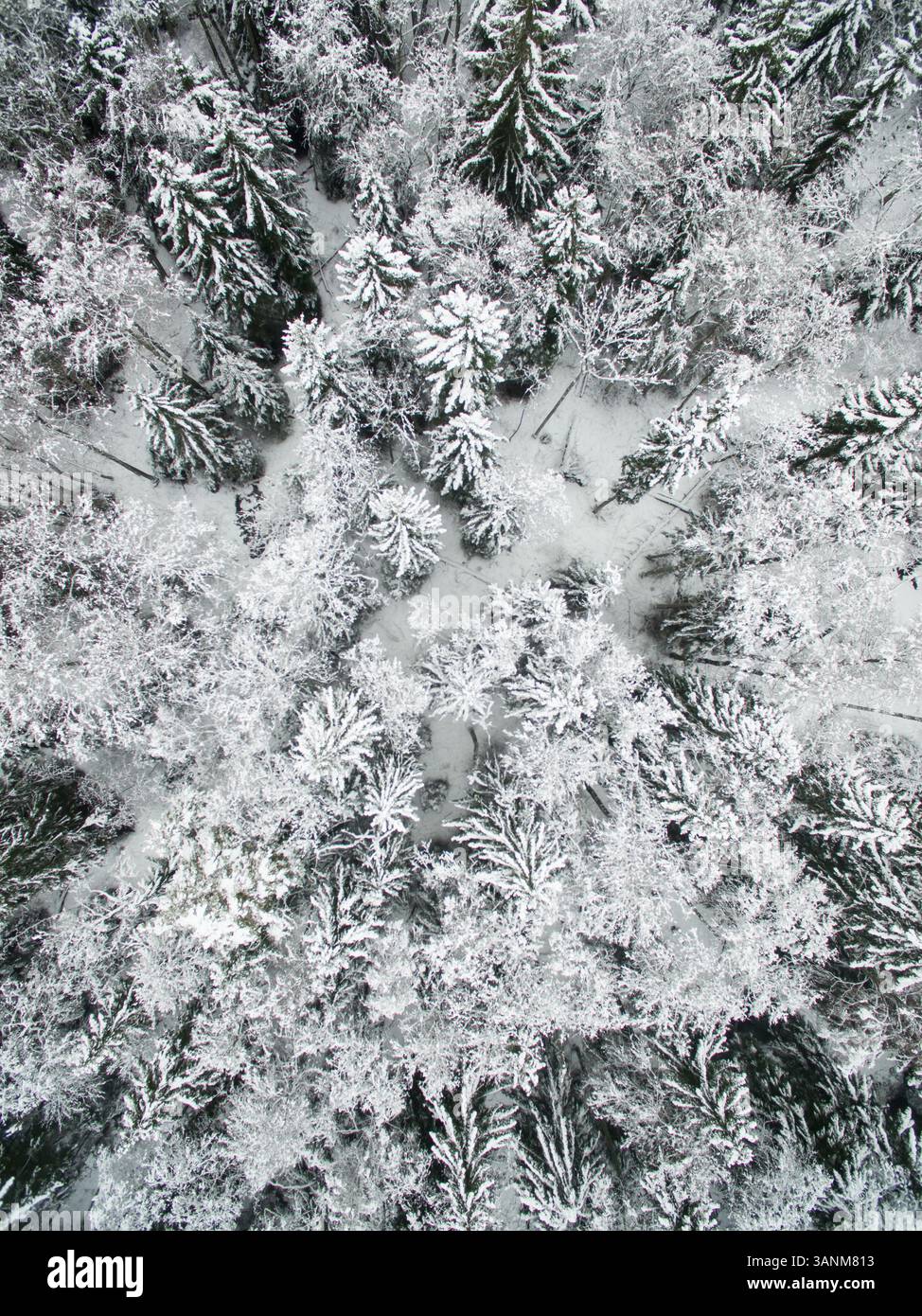 Aerial view of snowy forest in Estonia Stock Photo - Alamy
