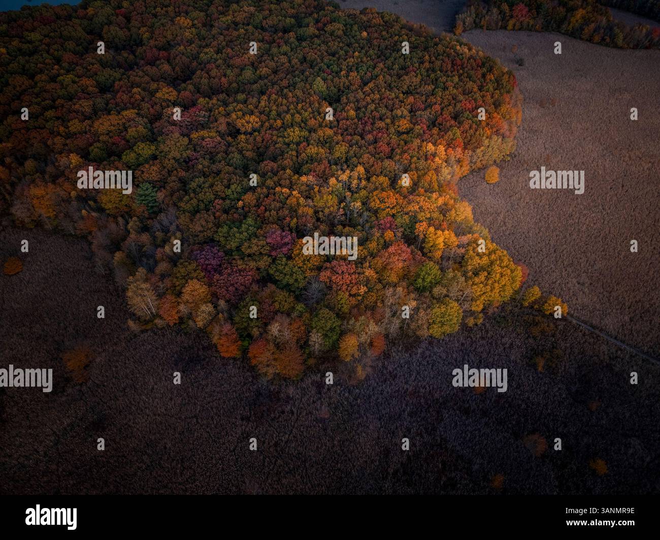 Aerial view of colorful autumn foliage over a tranquil forest, Needham ...